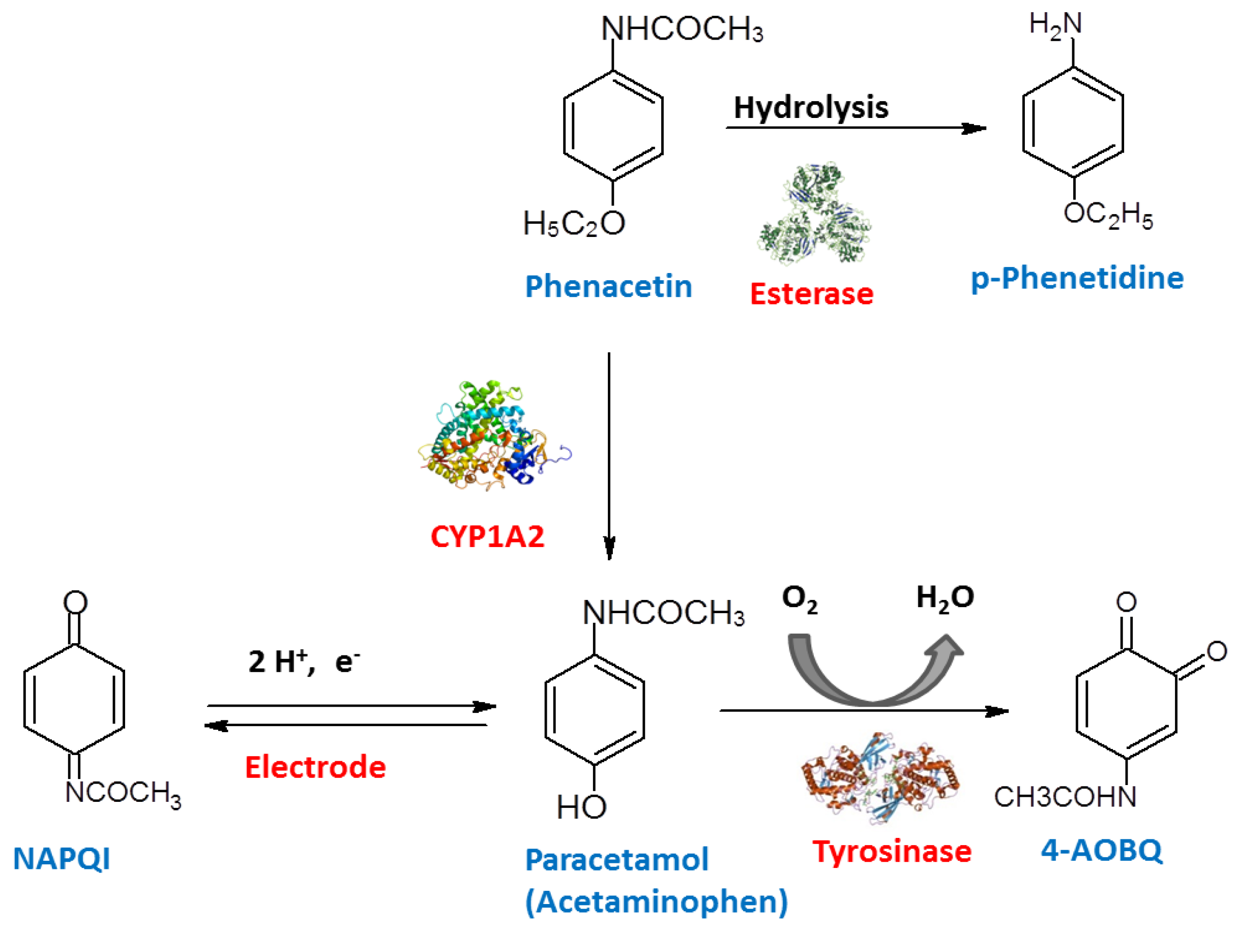 Chemosensors 05 00011 sch006