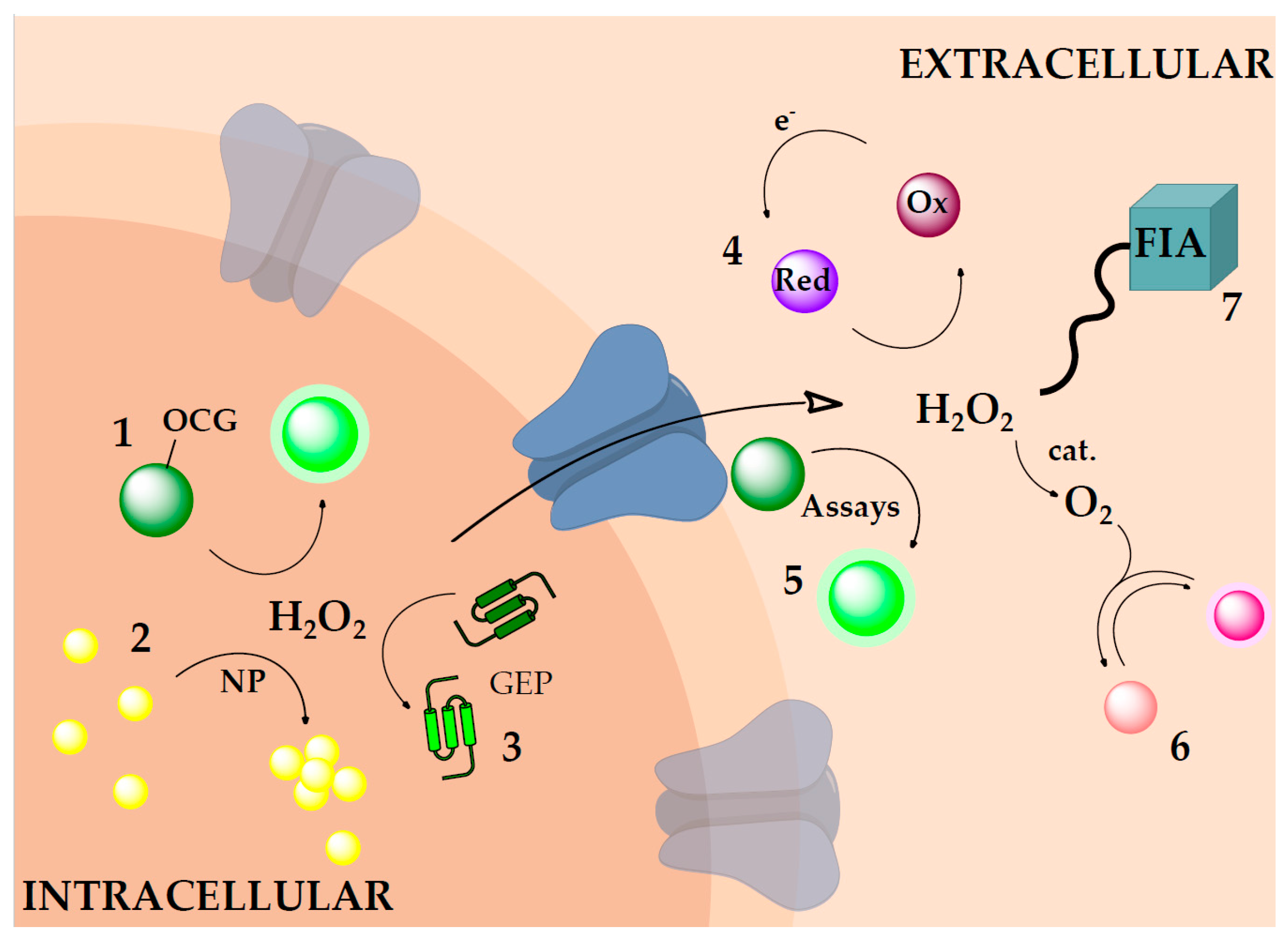 Chemosensors 05 00028 g001