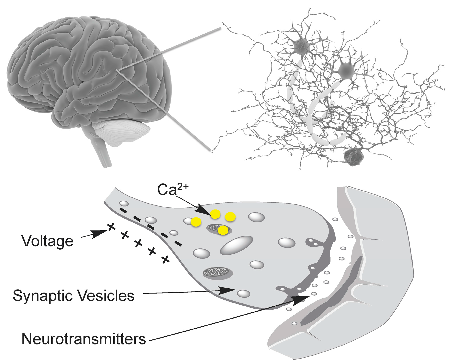 Chemosensors 05 00032 g001