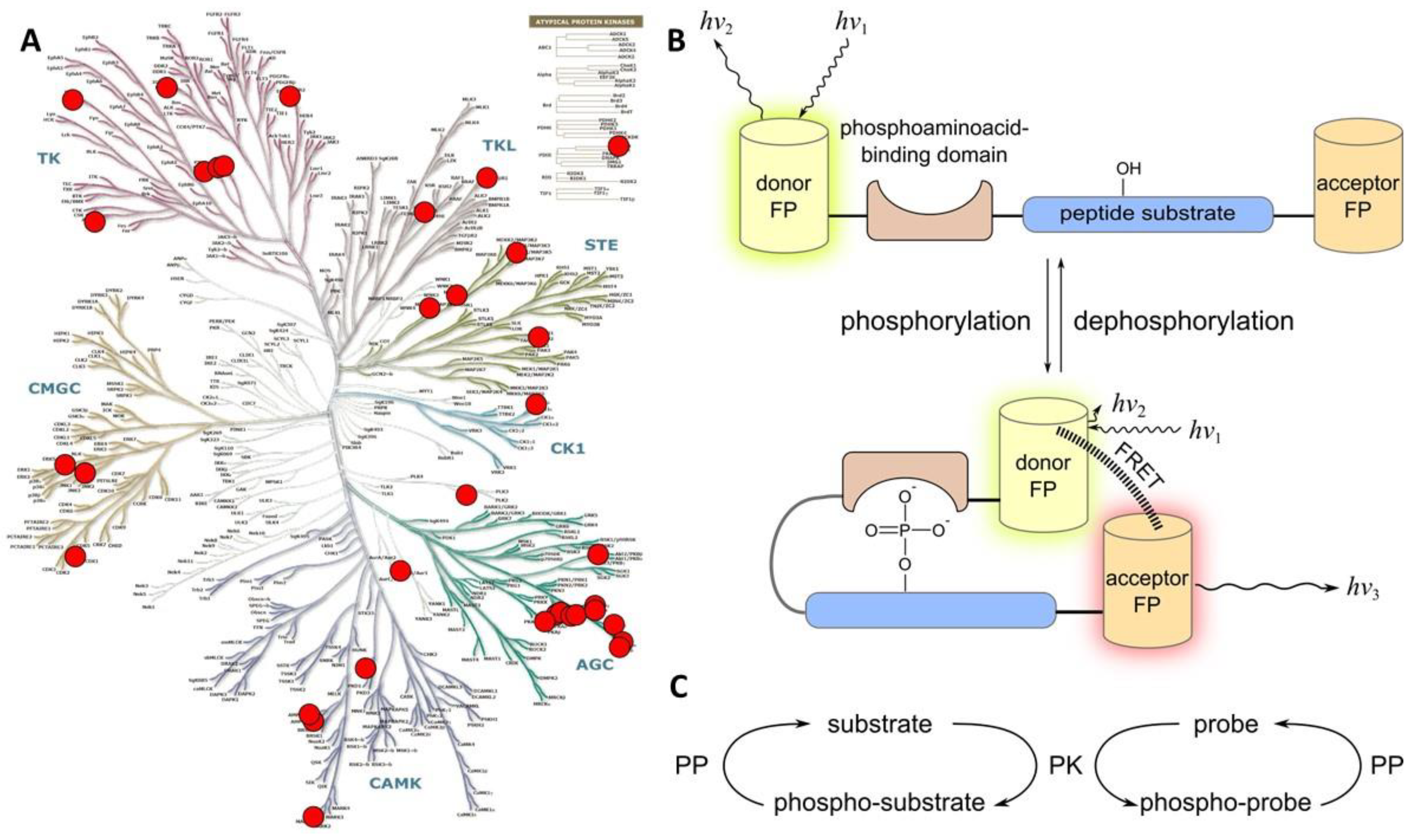 Chemosensors 06 00019 g003