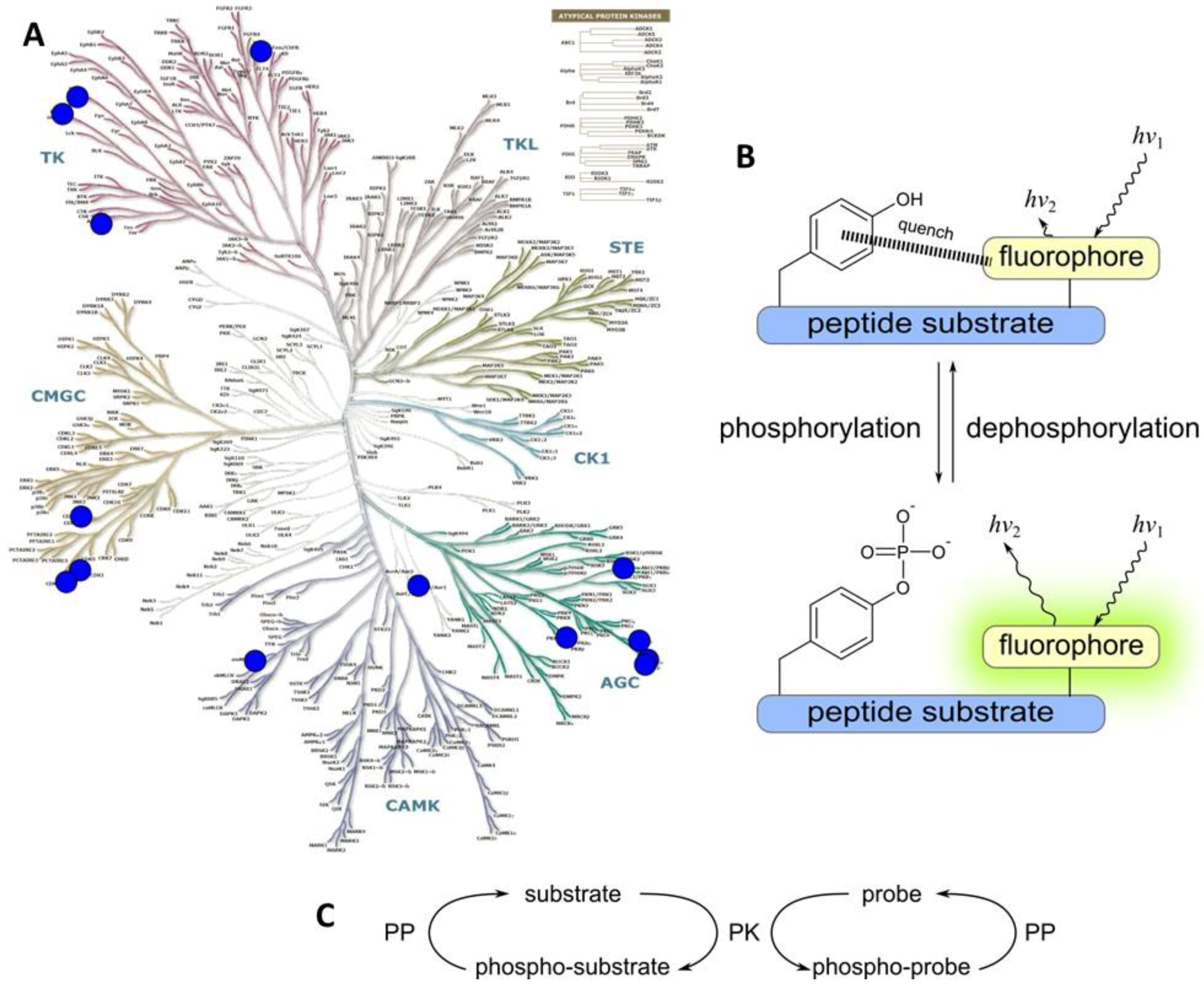 Chemosensors 06 00019 g004