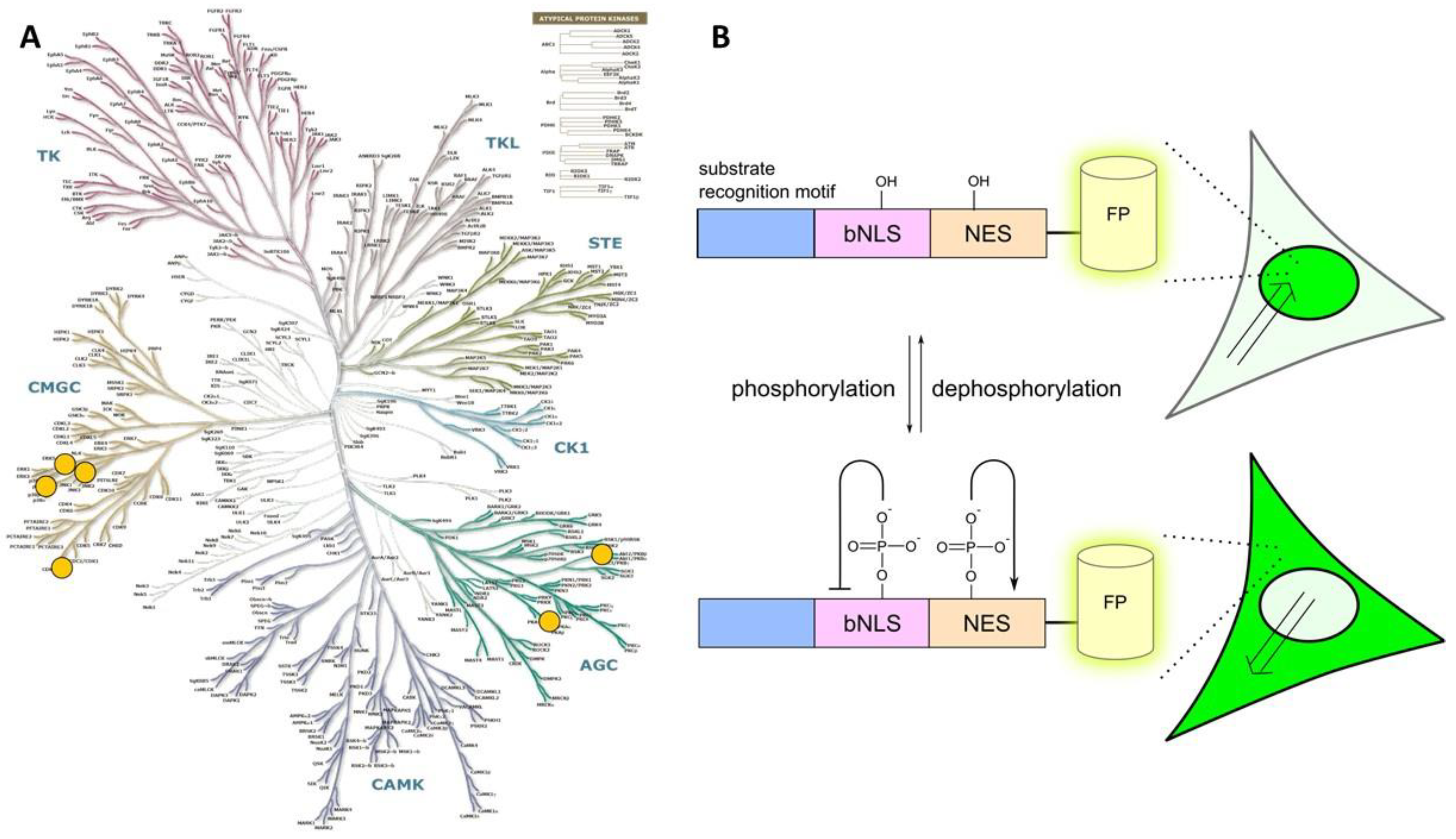 Chemosensors 06 00019 g005
