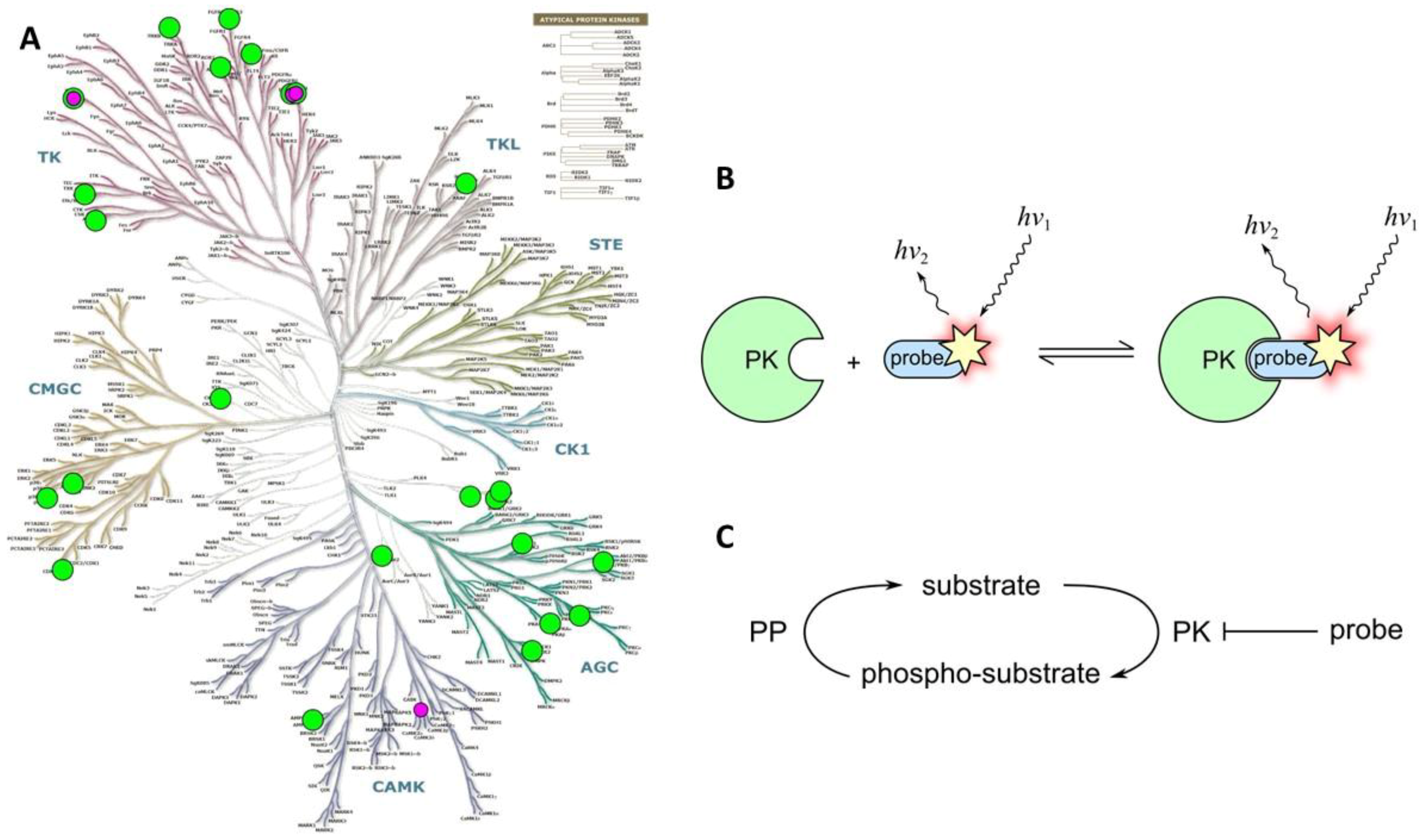 Chemosensors 06 00019 g006