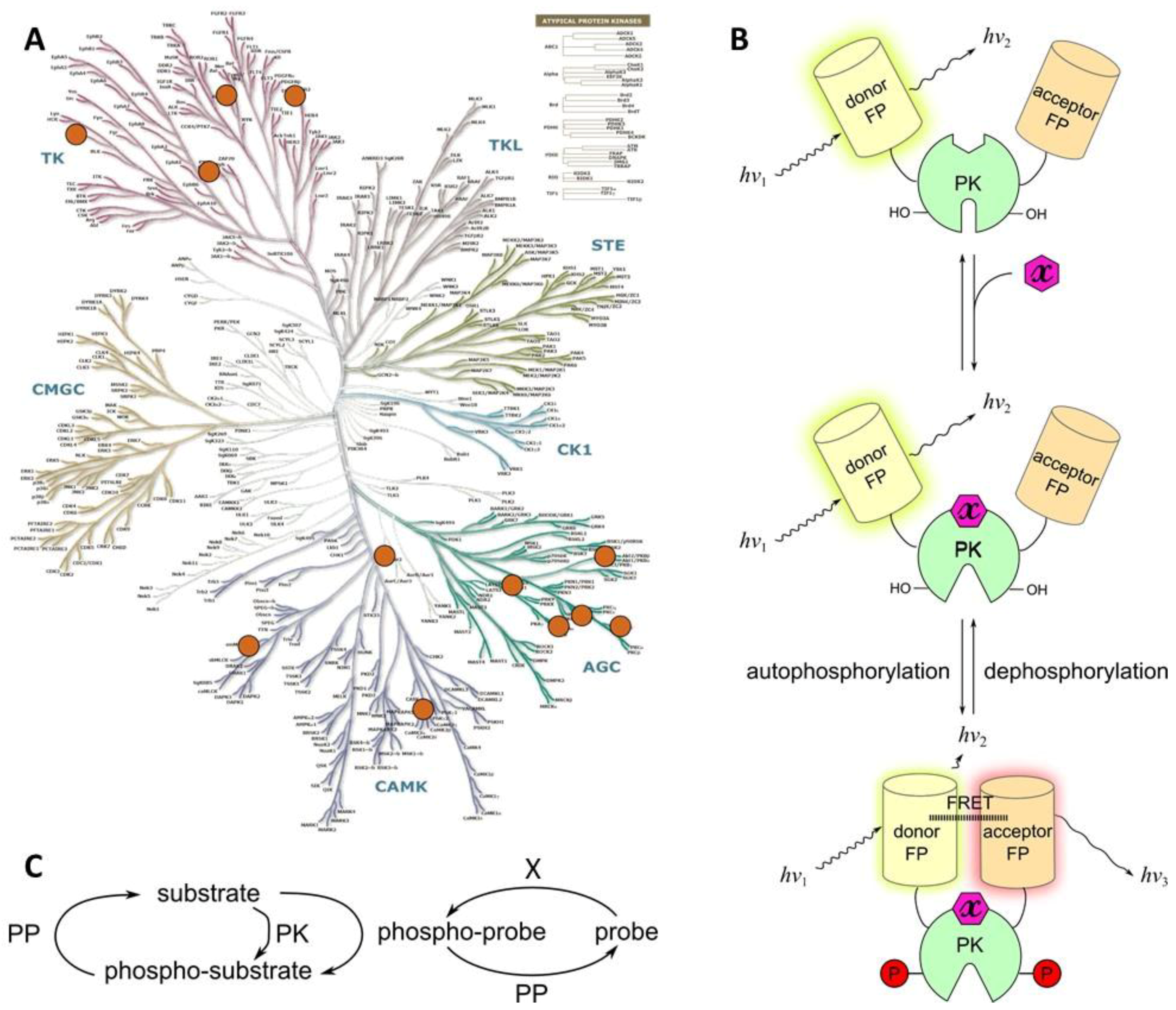 Chemosensors 06 00019 g007