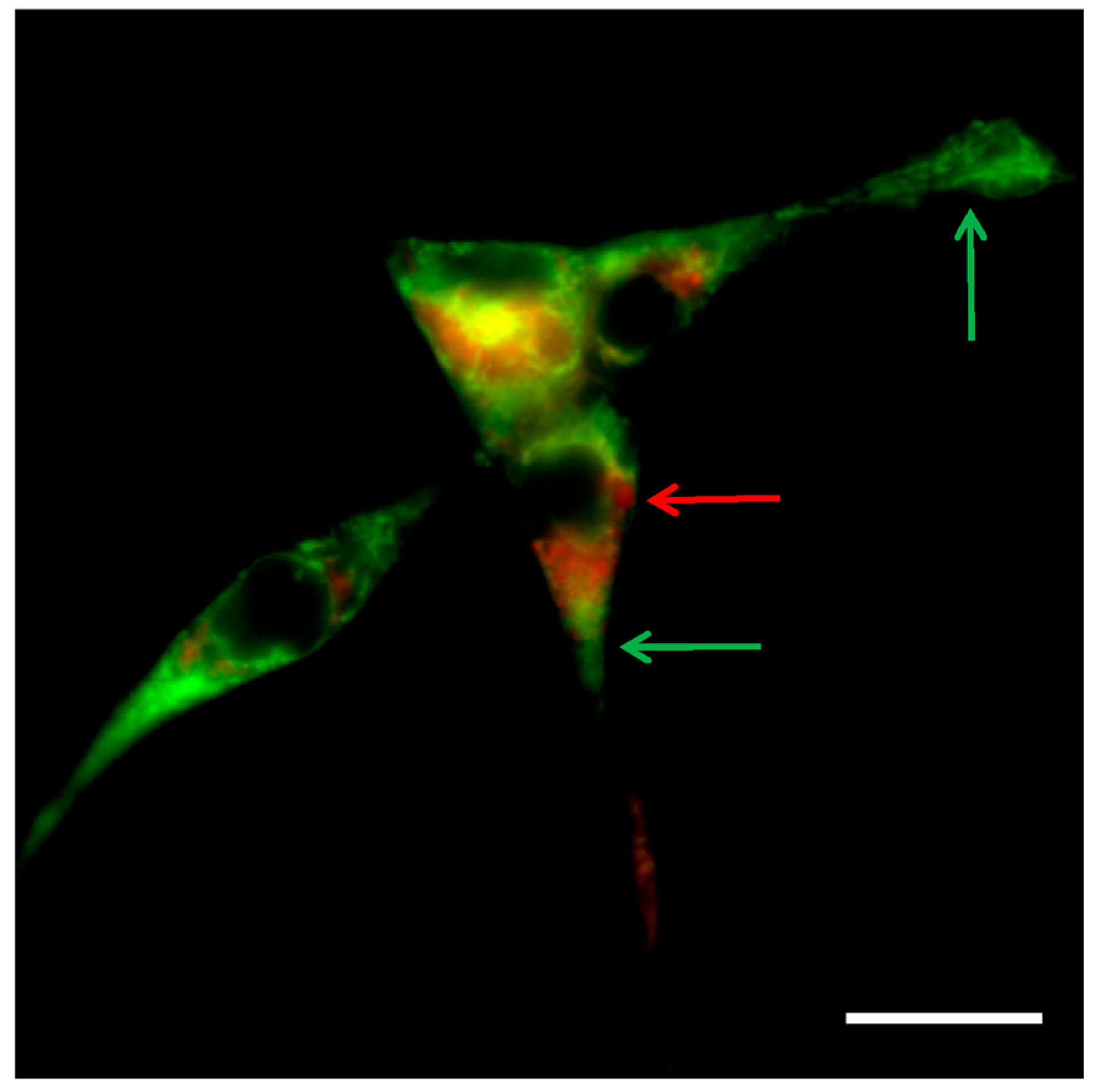 Chemosensors 06 00040 g009