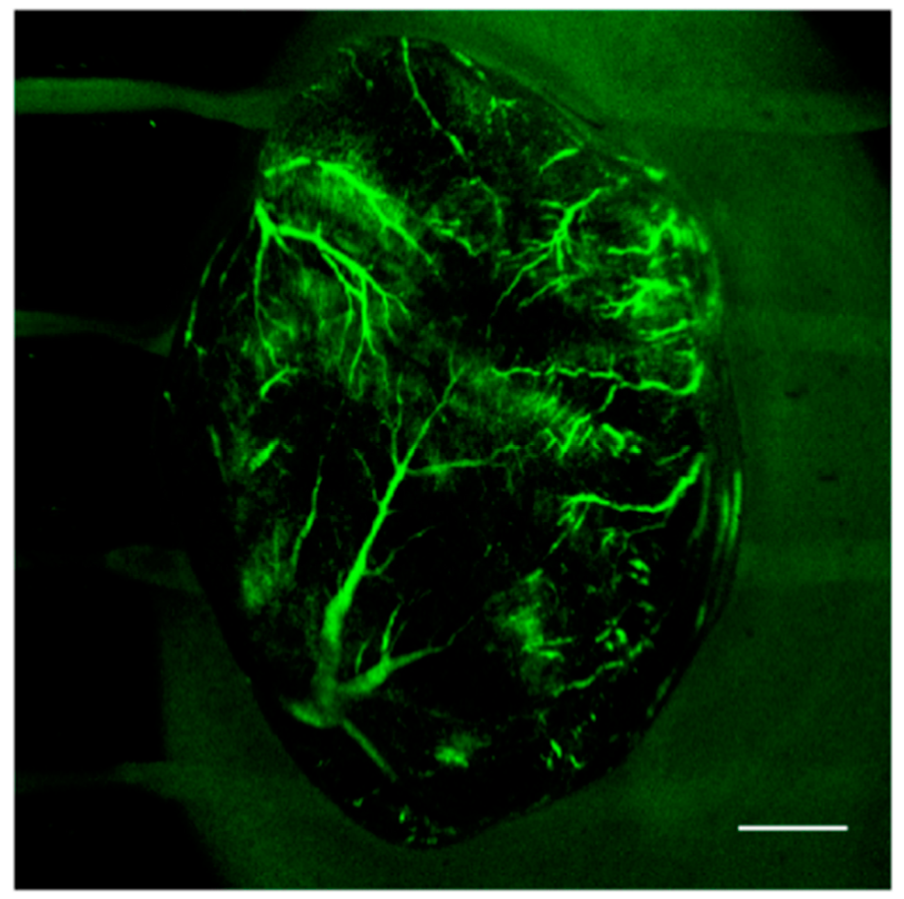 Chemosensors 06 00040 g011