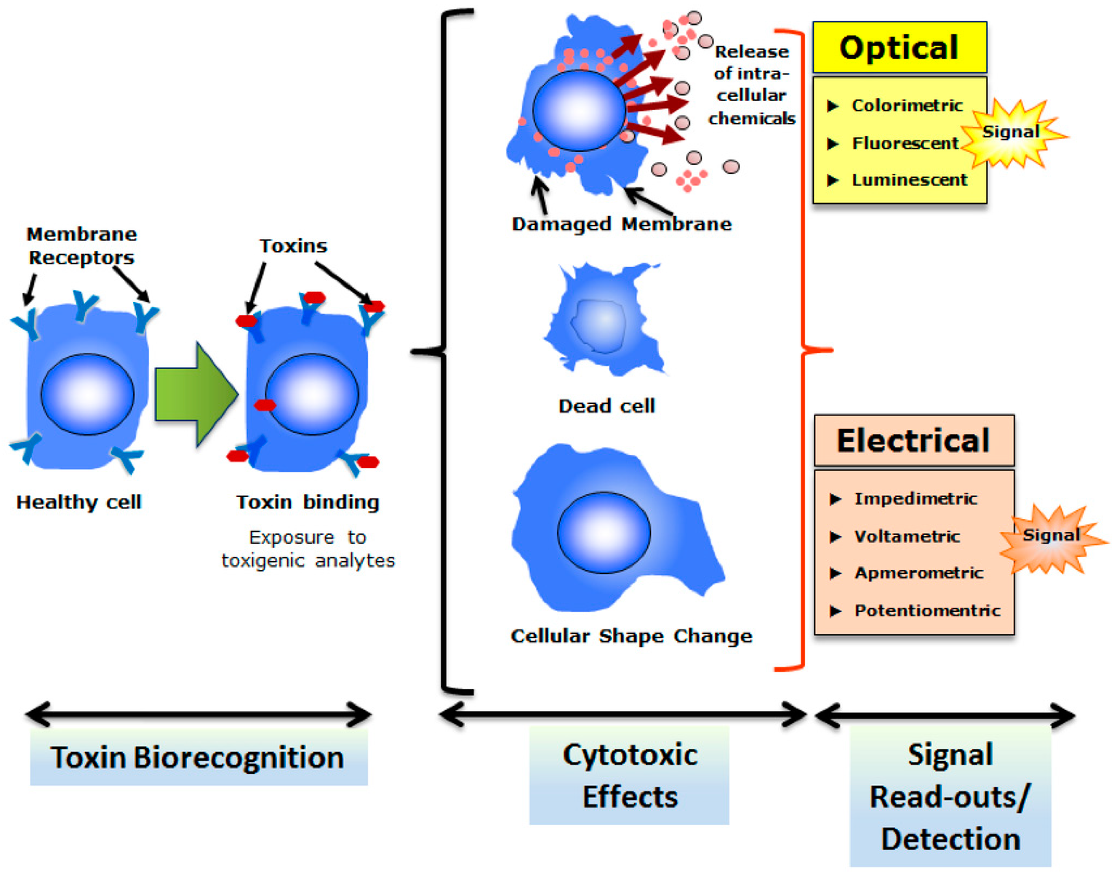 Chemosensors 06 00046 g003