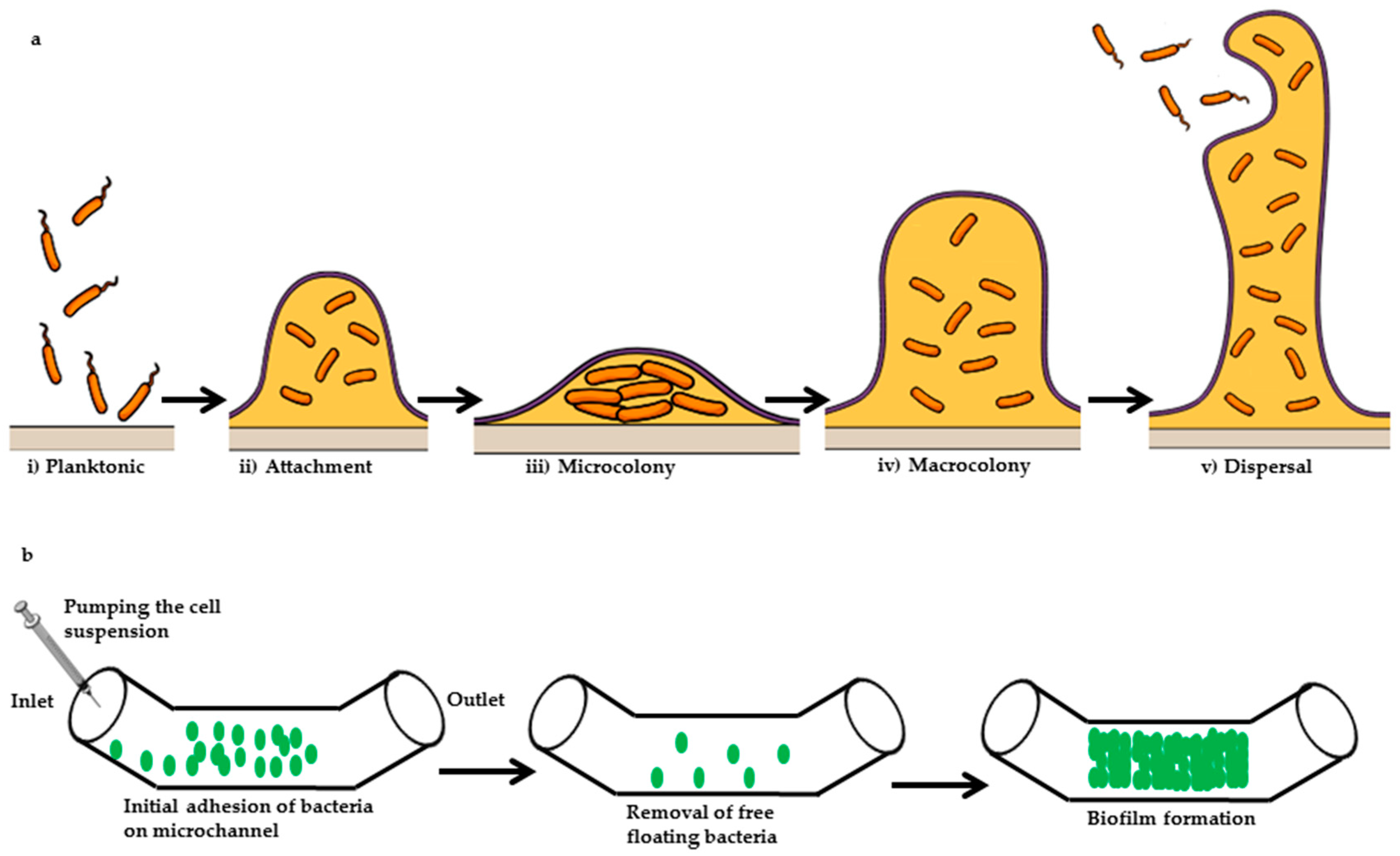 Chemosensors 06 00046 g004