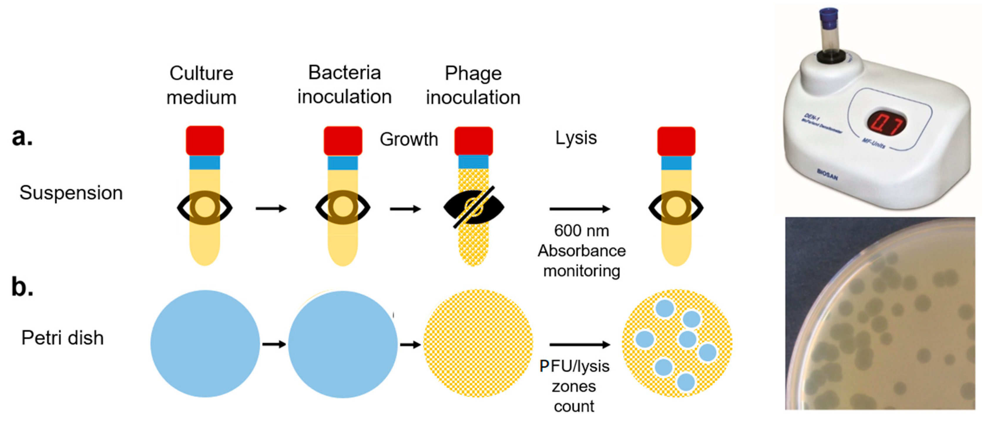 Chemosensors 07 00008 g003