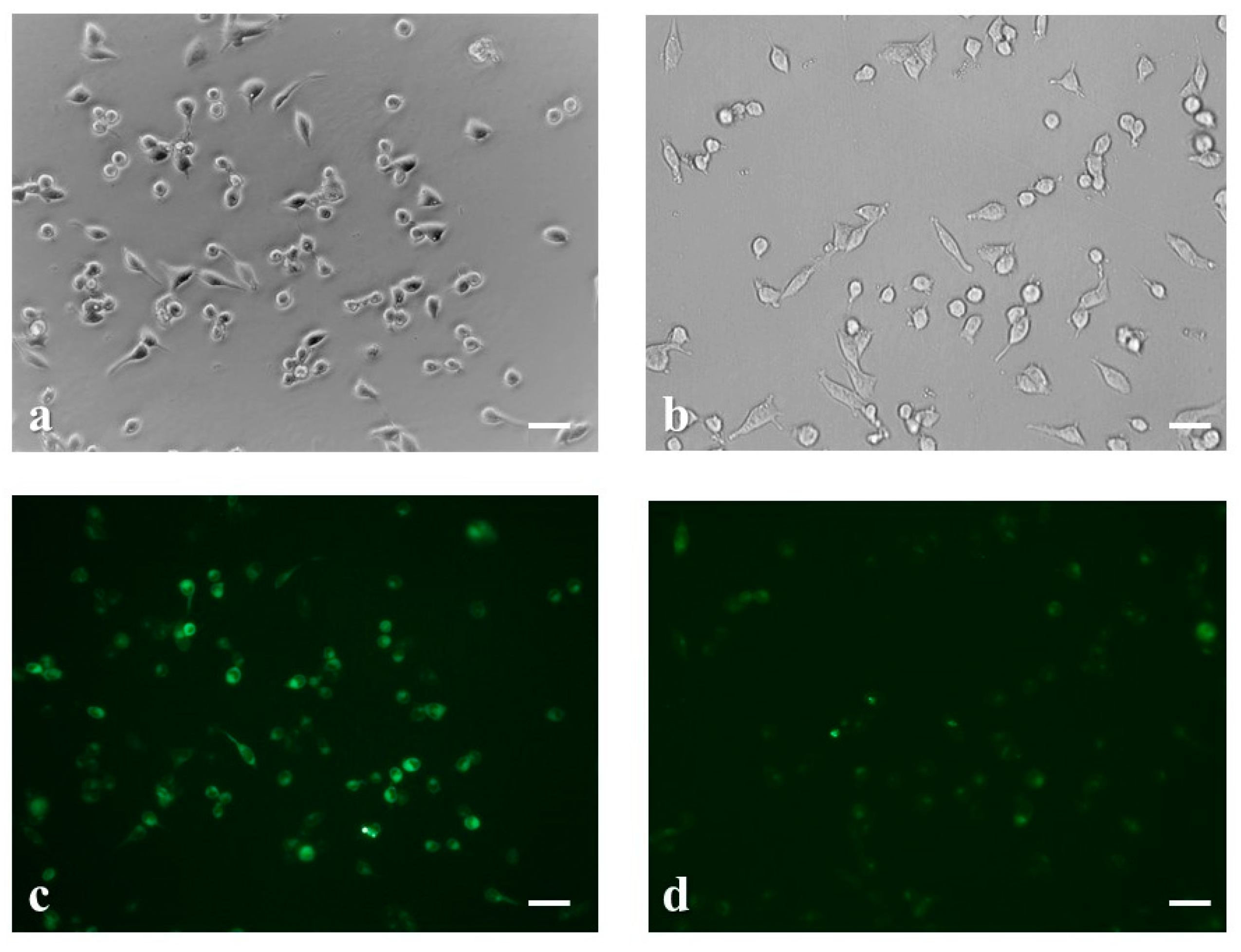 Chemosensors 07 00058 g003 Chemosensors 07 00058 g003