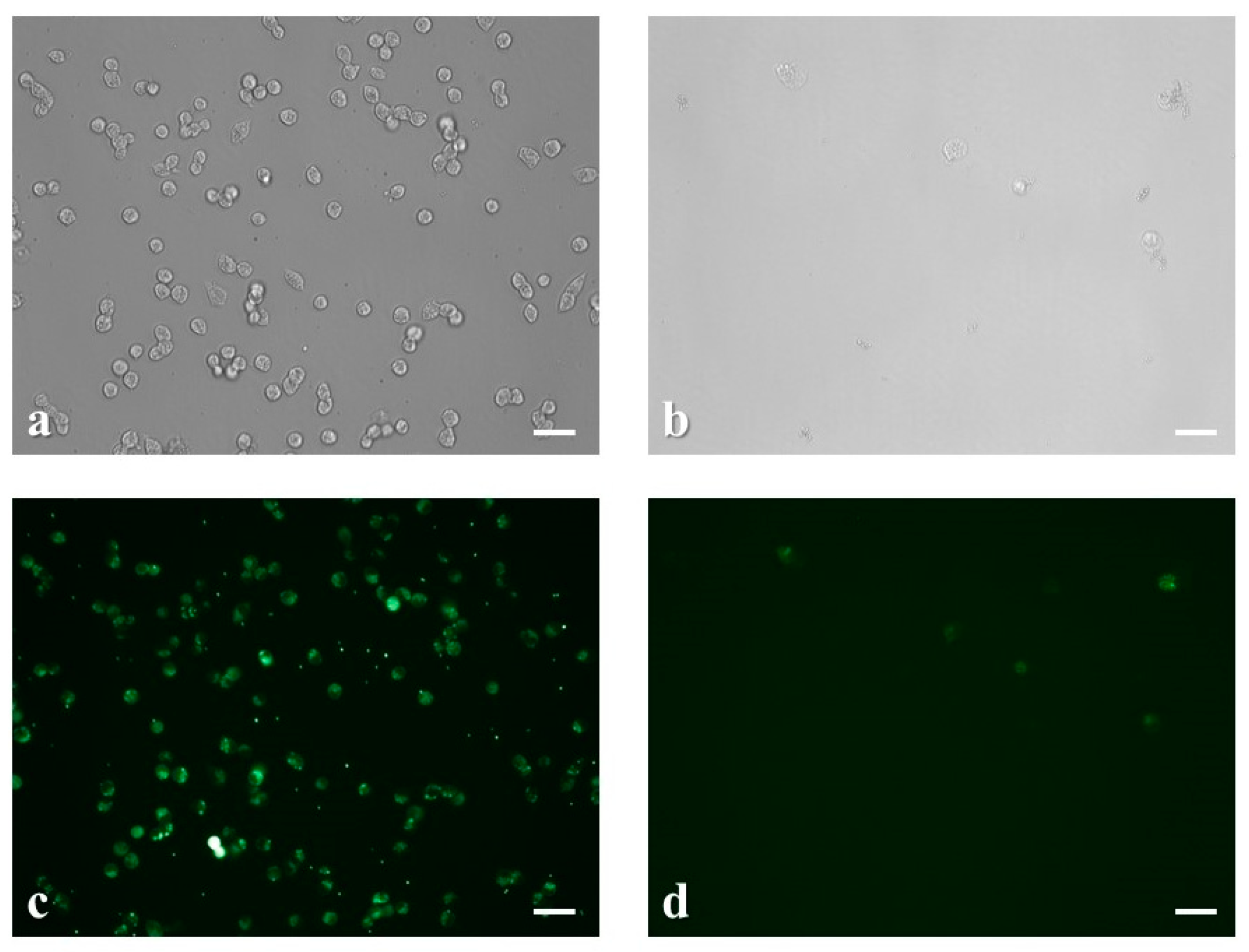 Chemosensors 07 00058 g005 Chemosensors 07 00058 g005