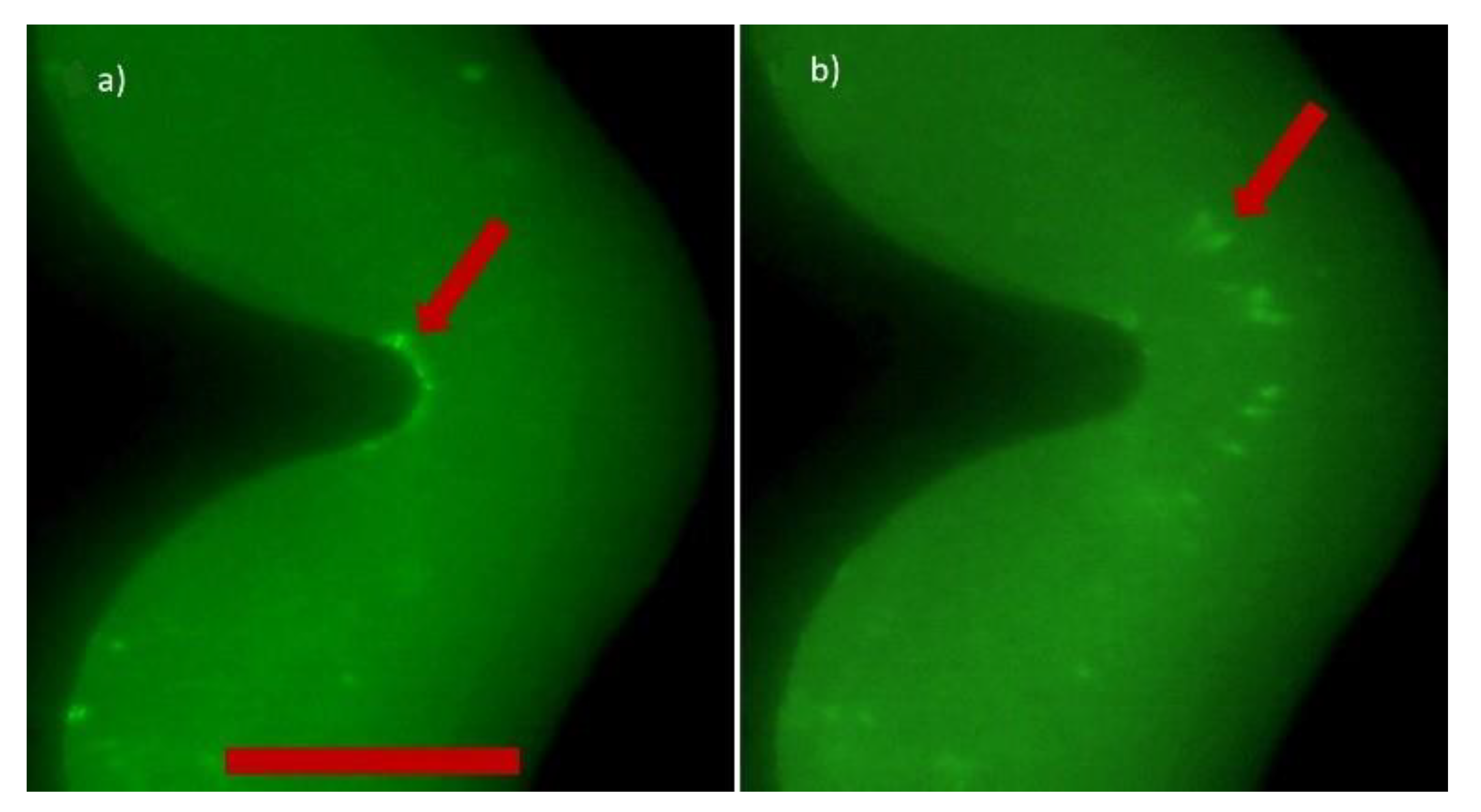 Chemosensors 07 00060 g005