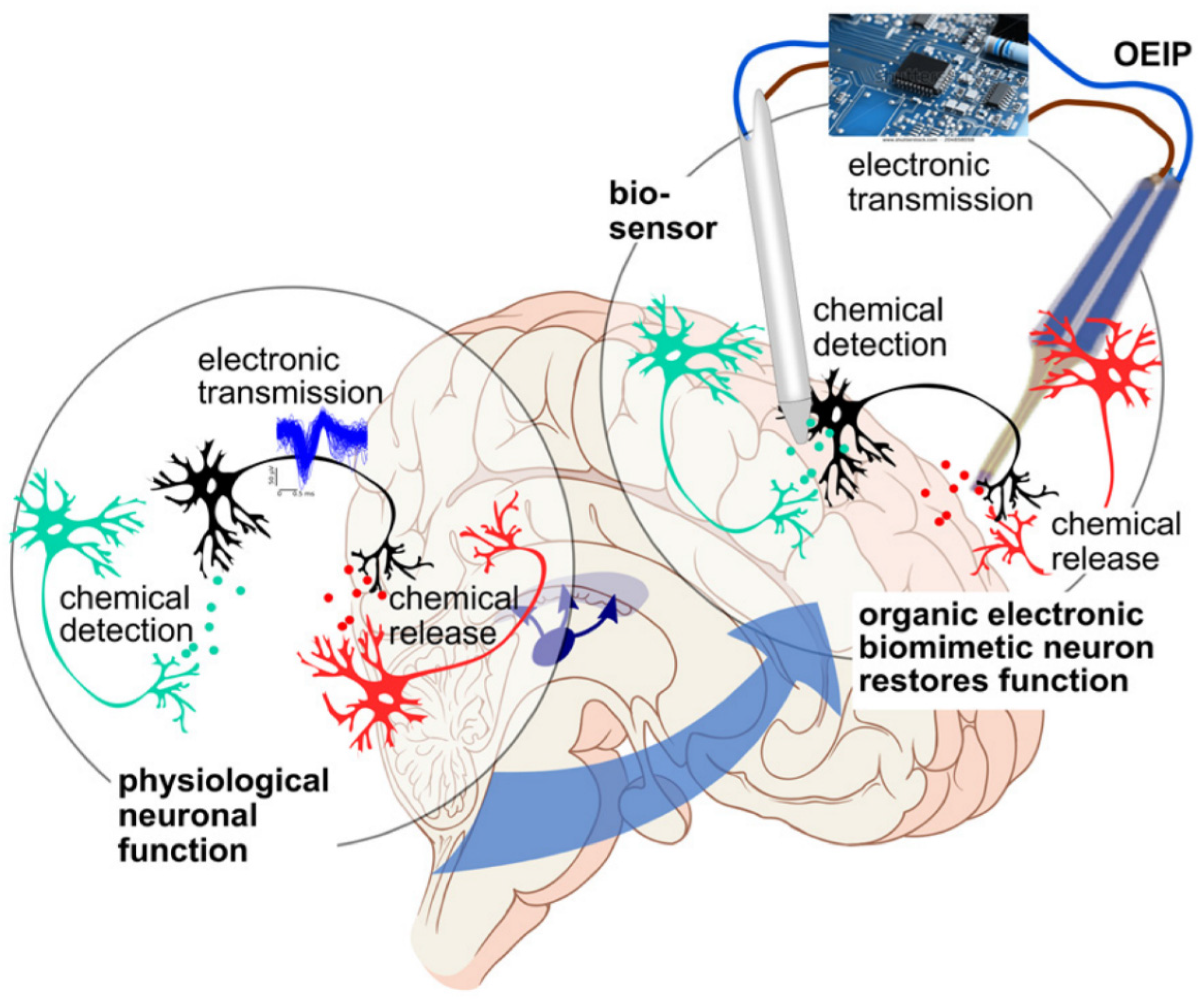 Chemosensors 08 00045 g001