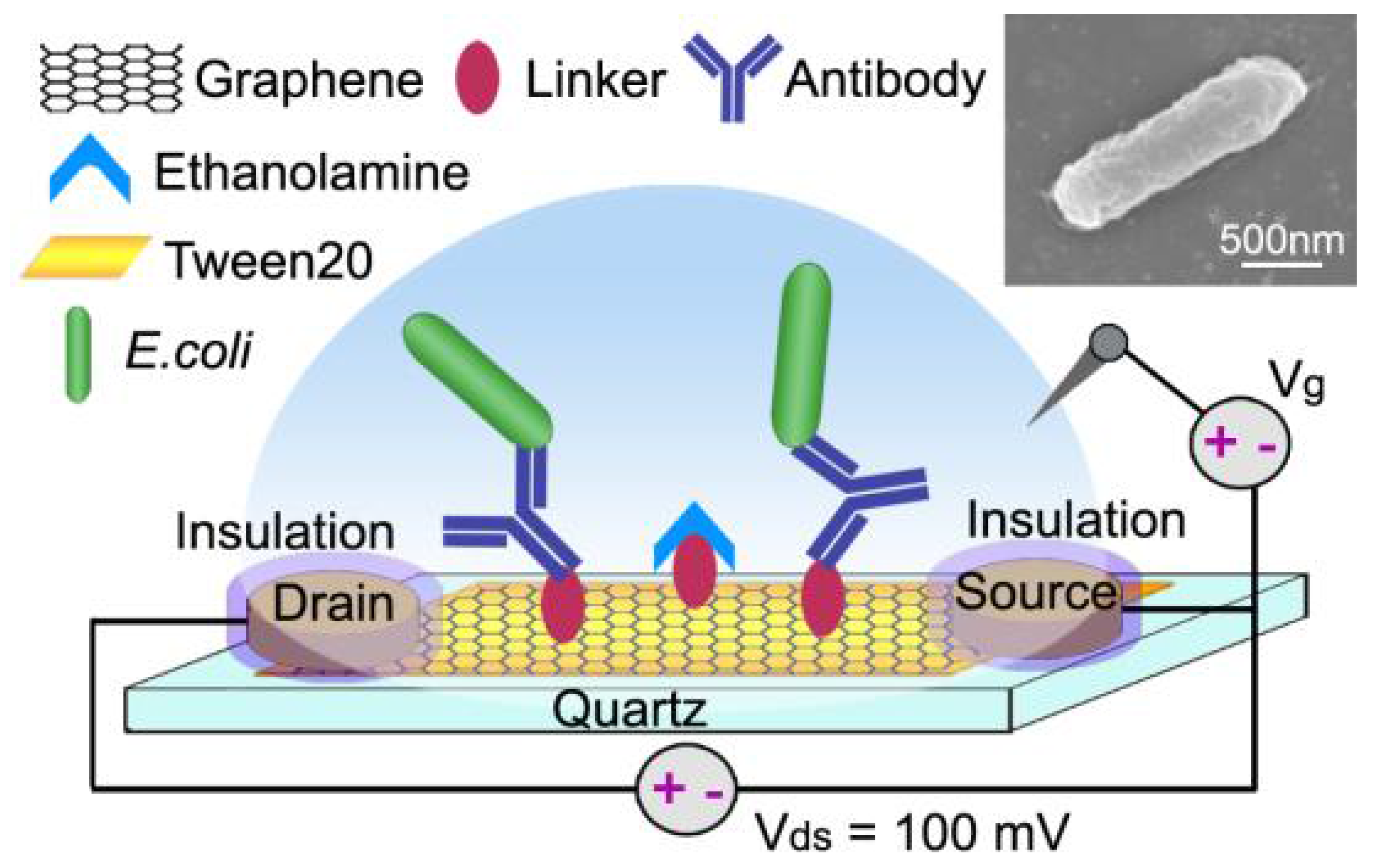 Chemosensors 08 00045 g006