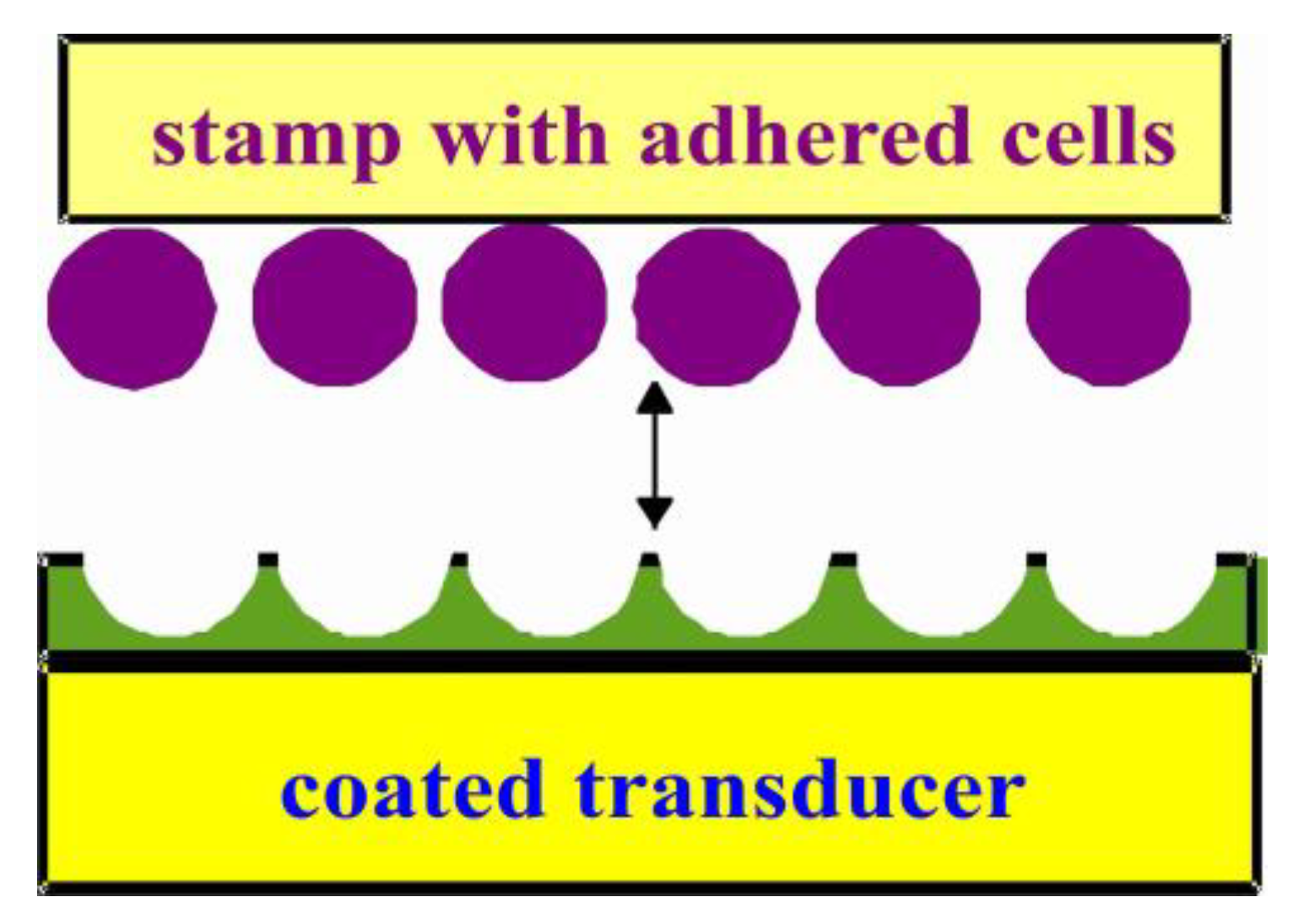 Chemosensors 08 00064 g001