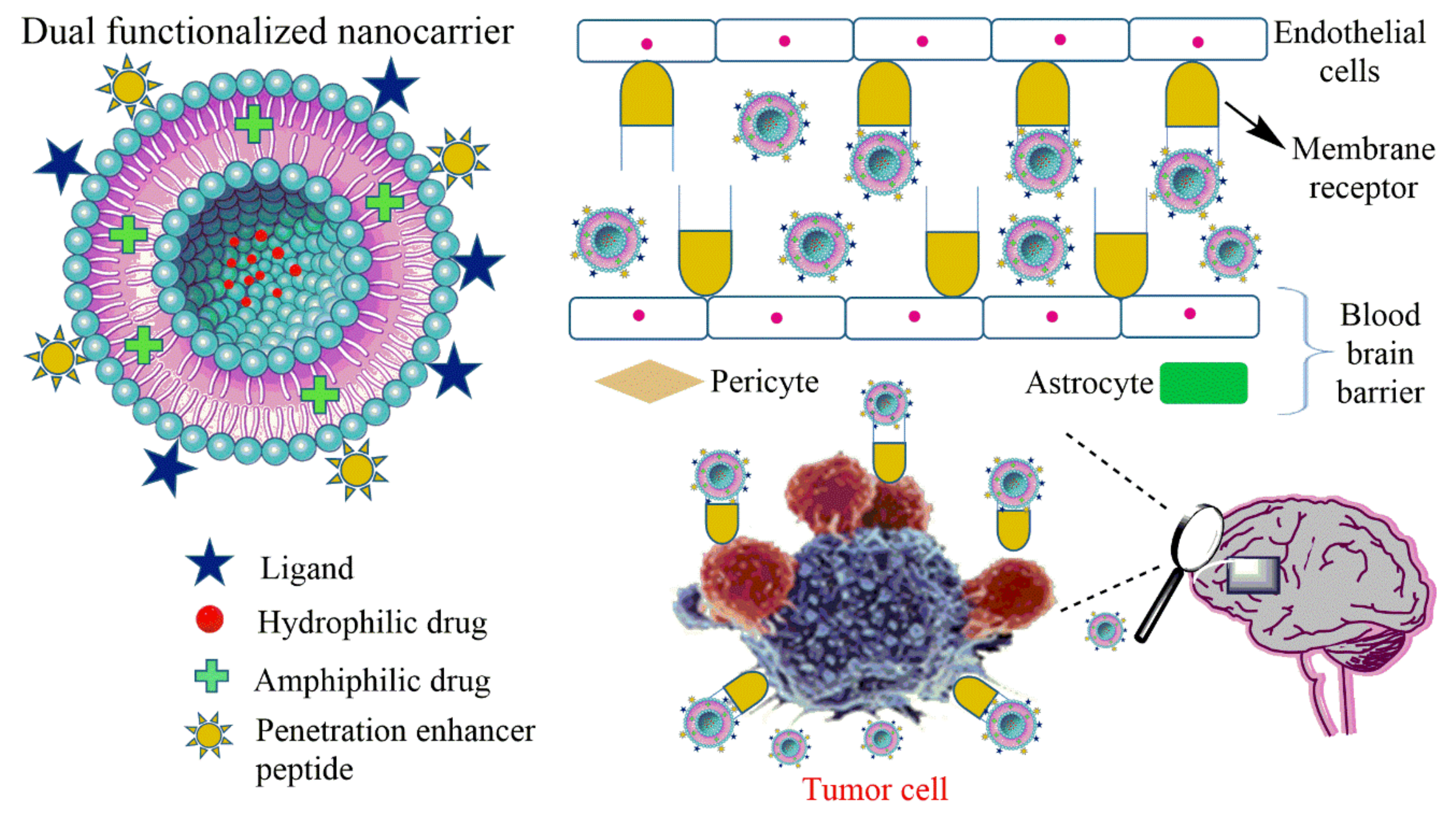 Chemosensors 08 00117 g003