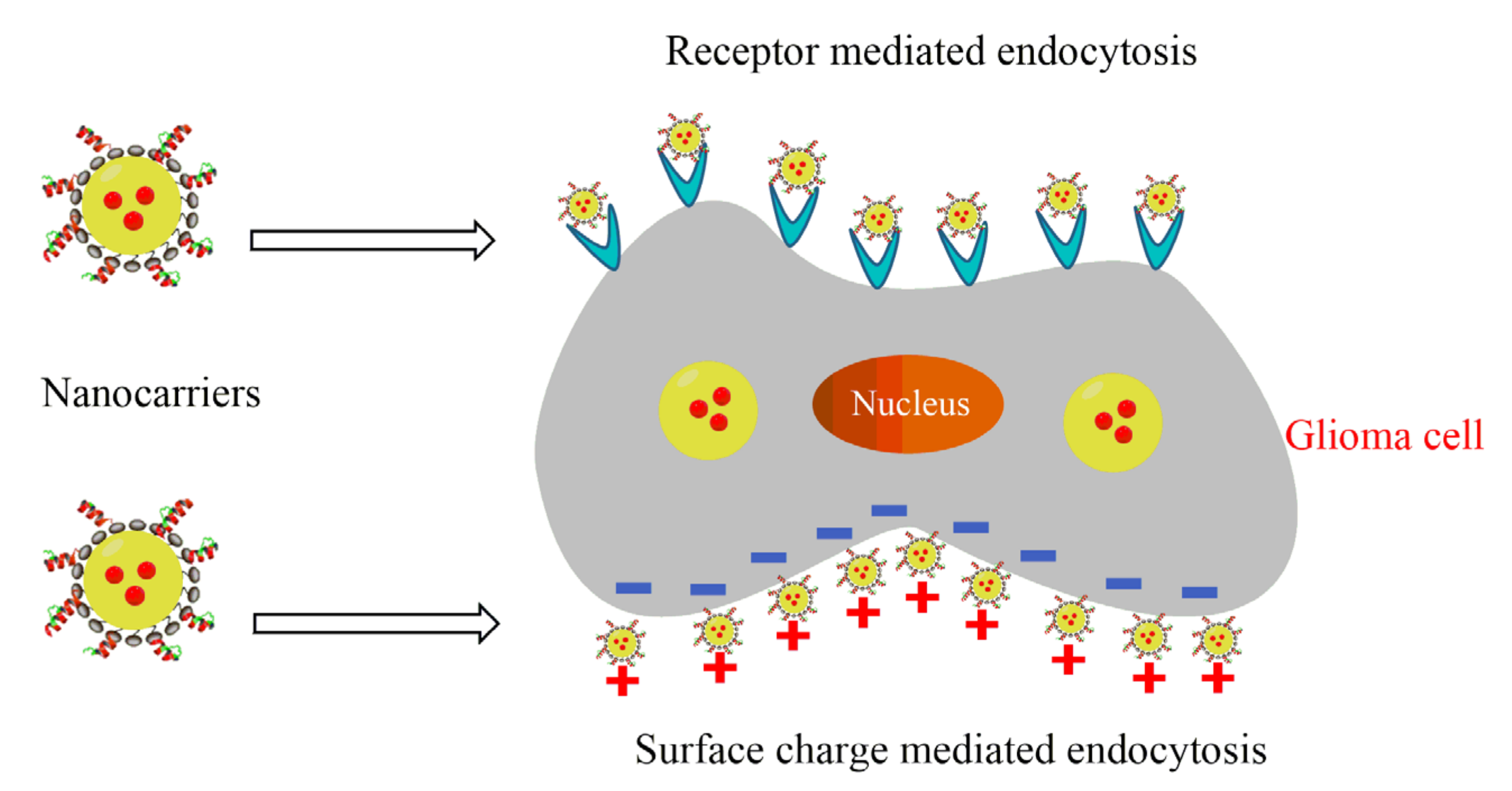 Chemosensors 08 00117 g005