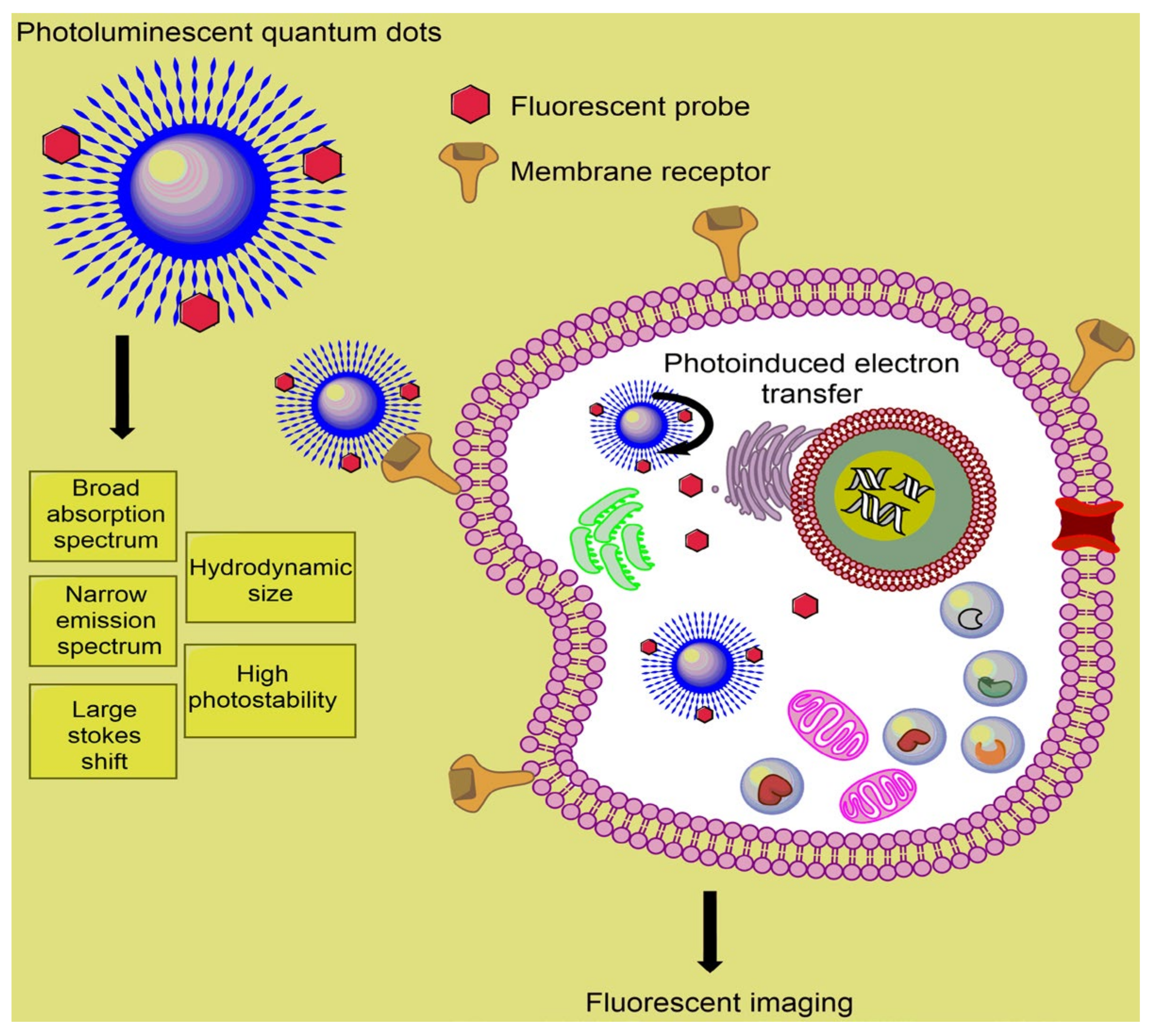 Chemosensors 08 00117 g007