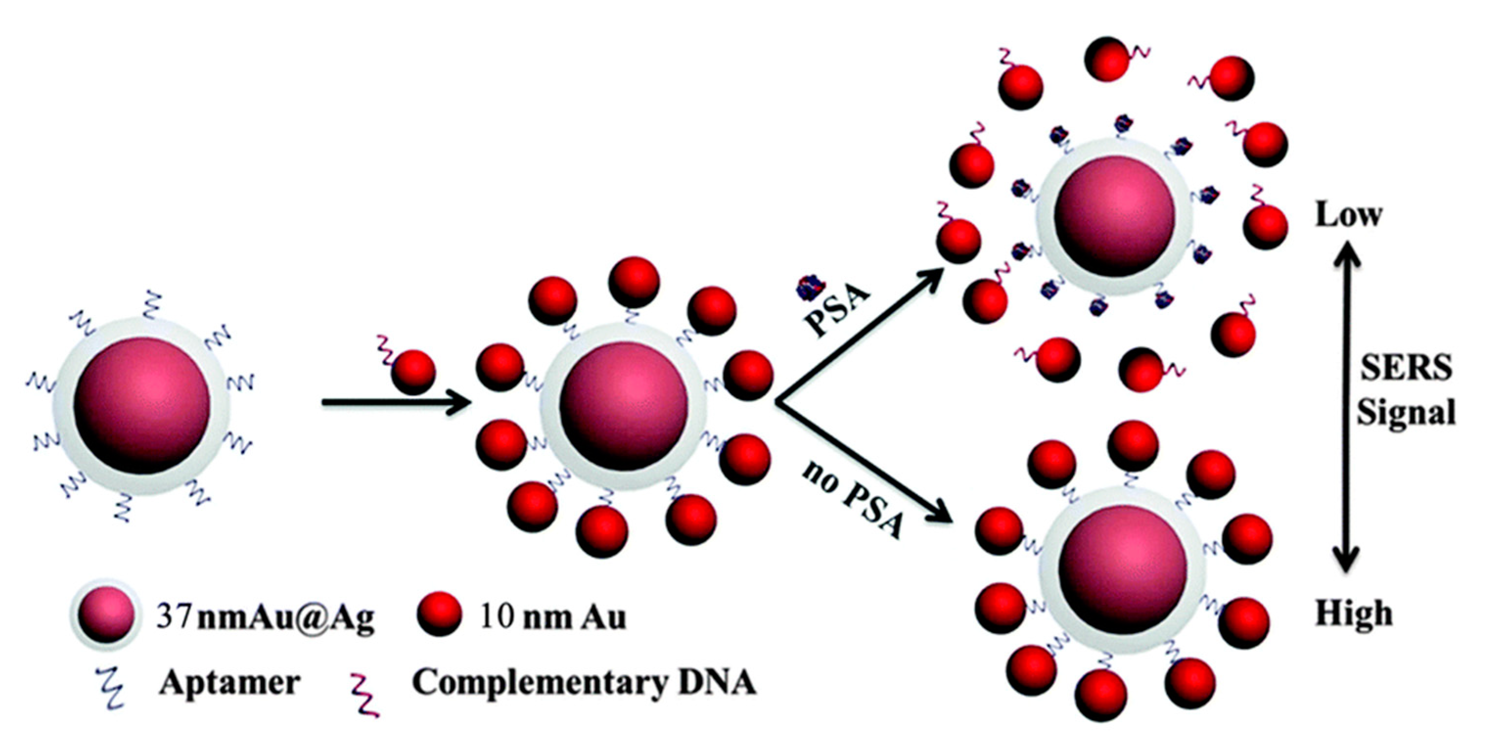 Chemosensors 08 00118 g003