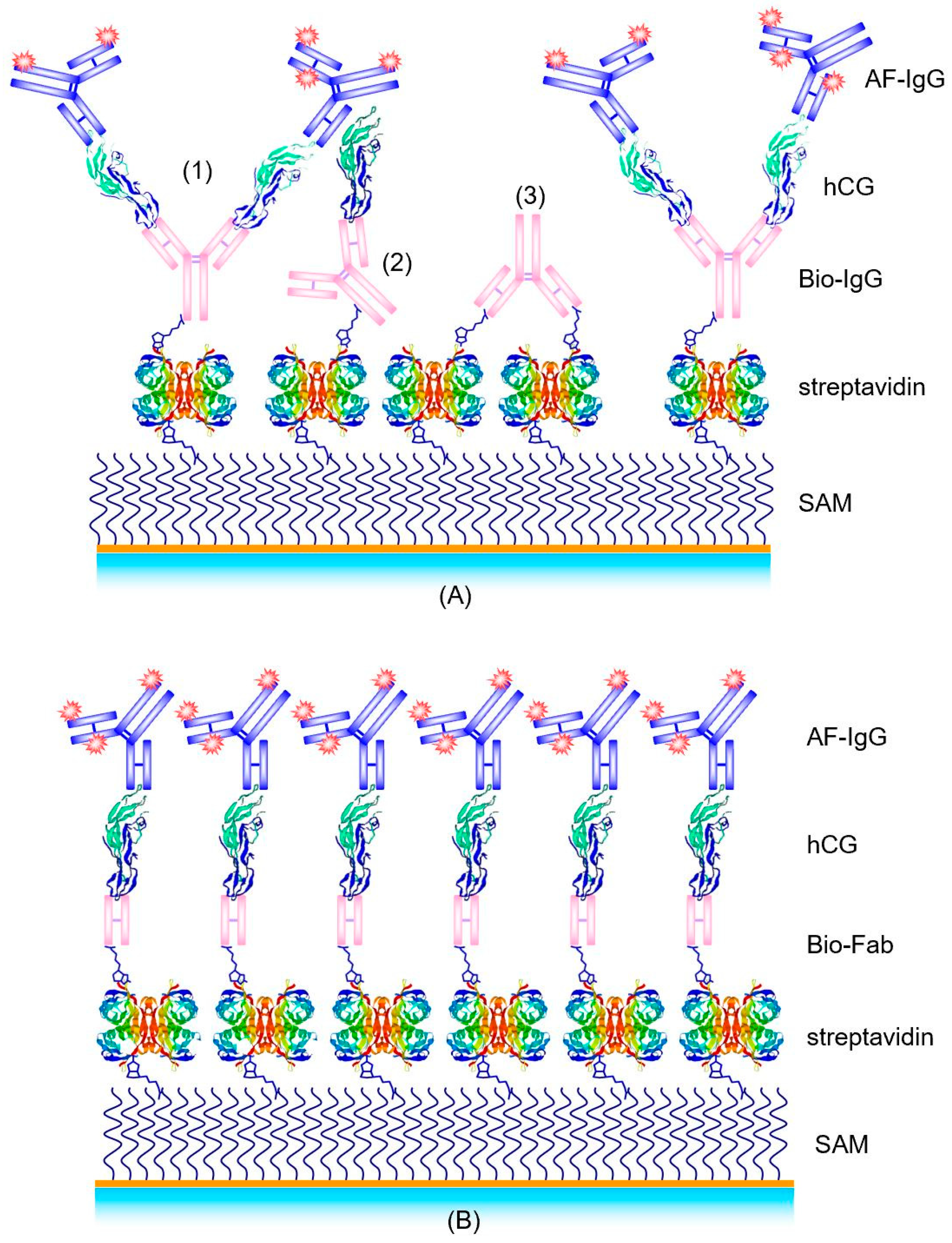 Chemosensors 09 00011 g003 Chemosensors 09 00011 g003