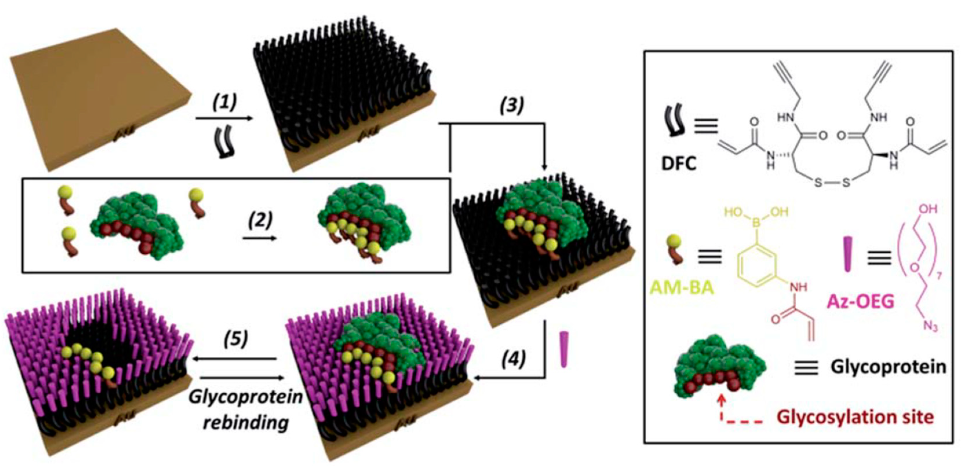 Chemosensors 09 00205 g014