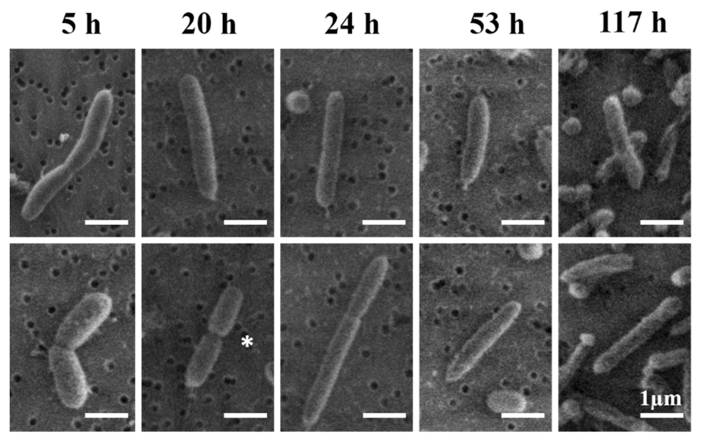 Chemosensors 09 00283 g002