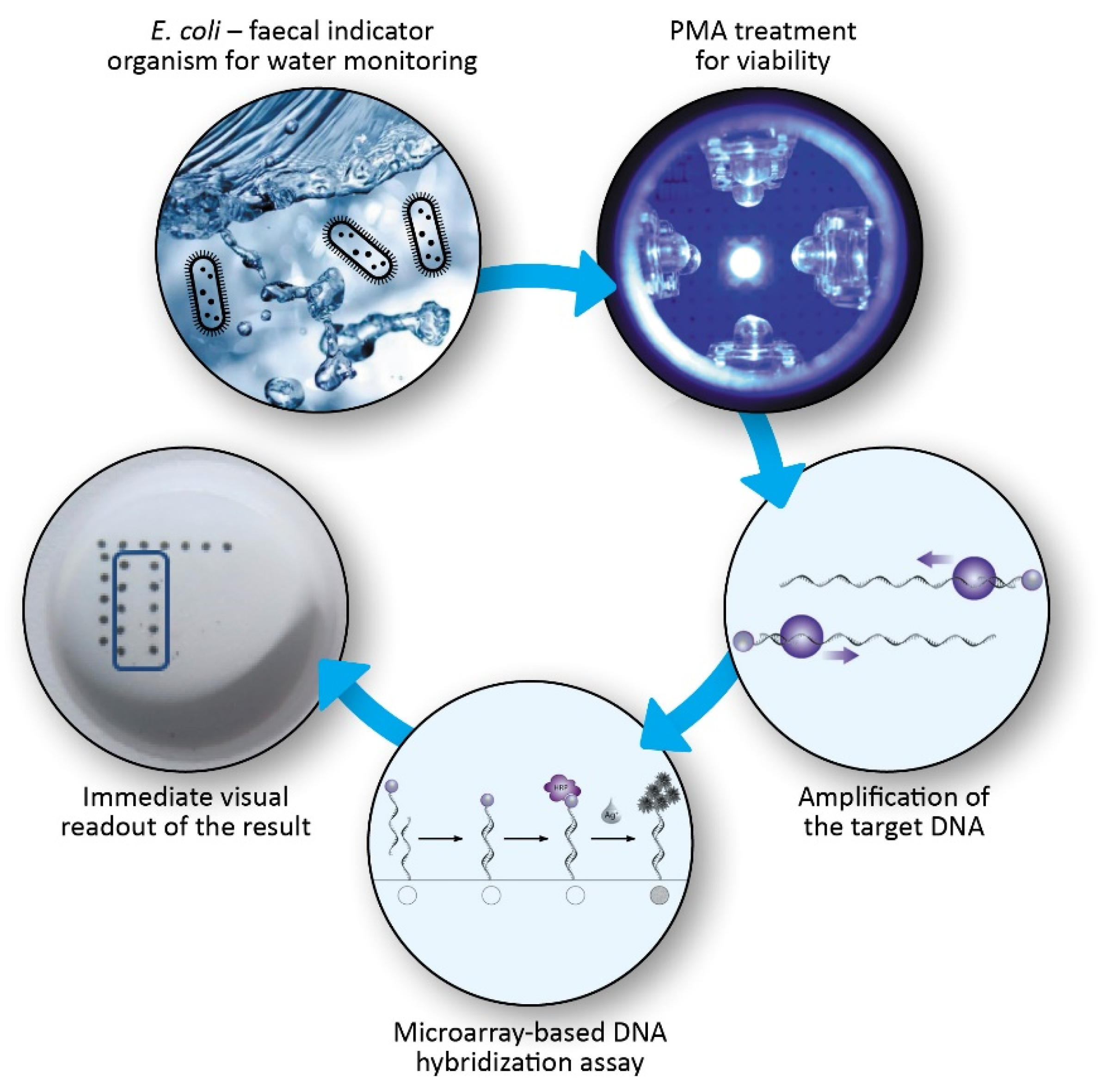 Chemosensors 09 00357 g001
