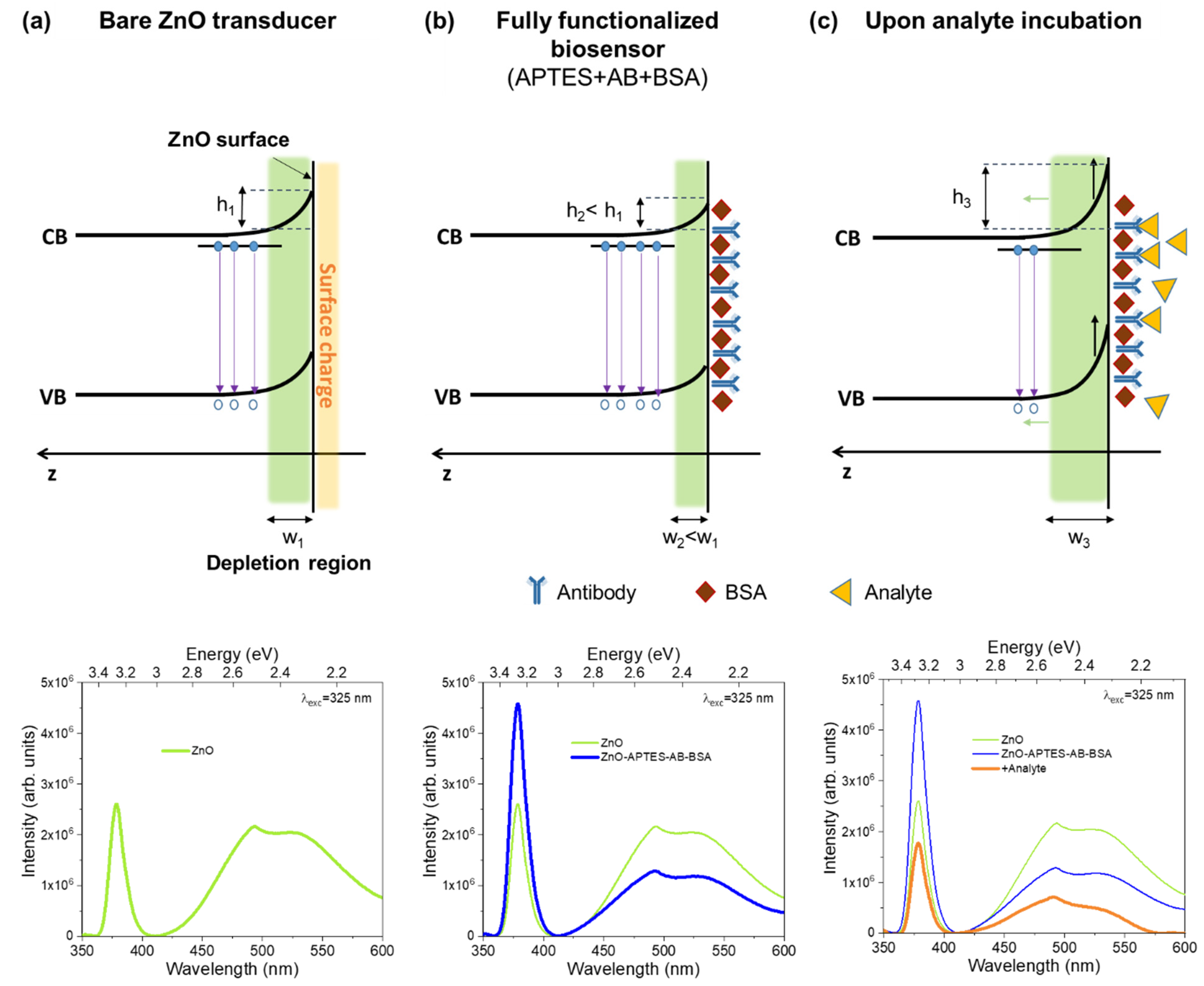 Chemosensors 10 00039 g007