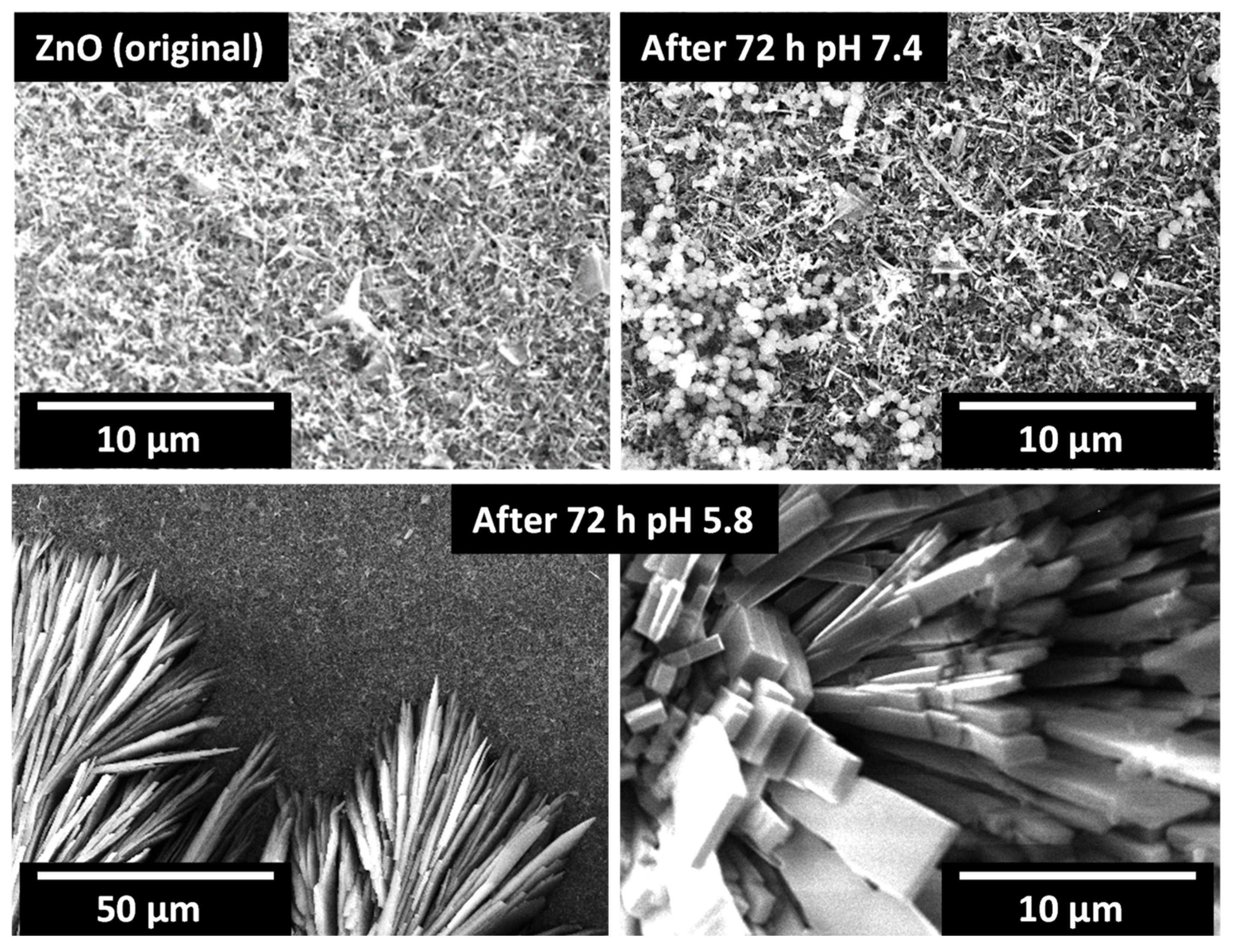 Chemosensors 10 00039 g012