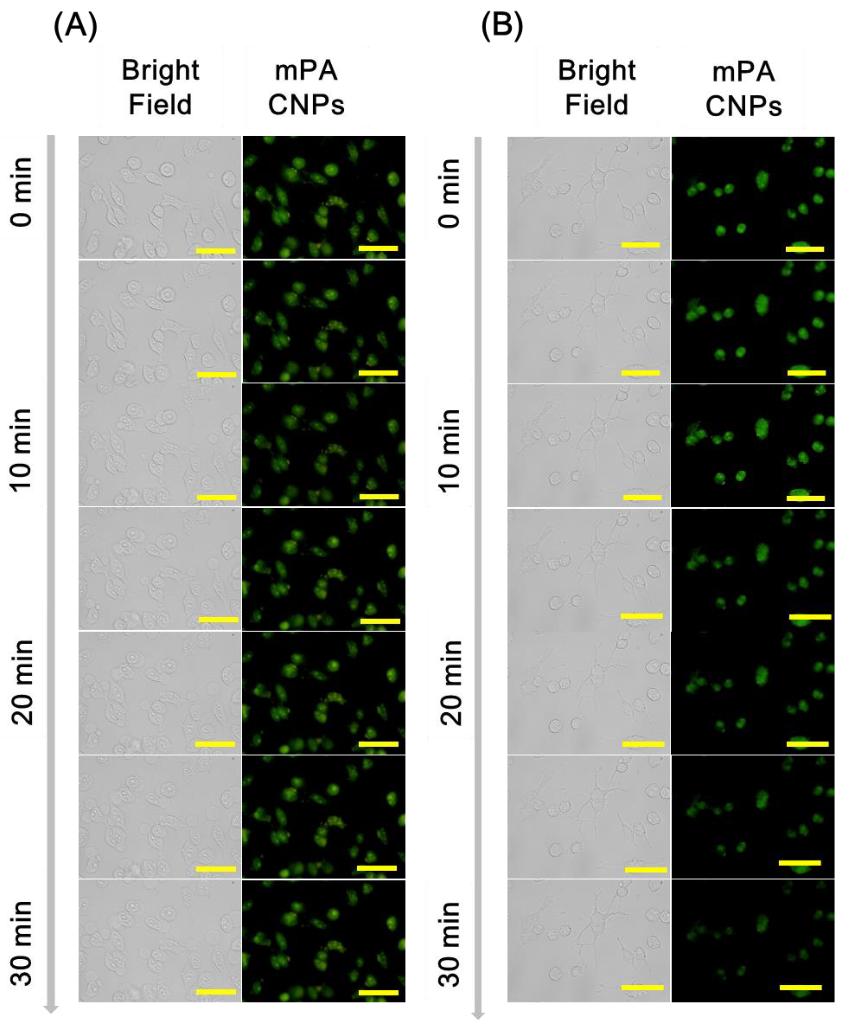 Chemosensors 10 00064 g005