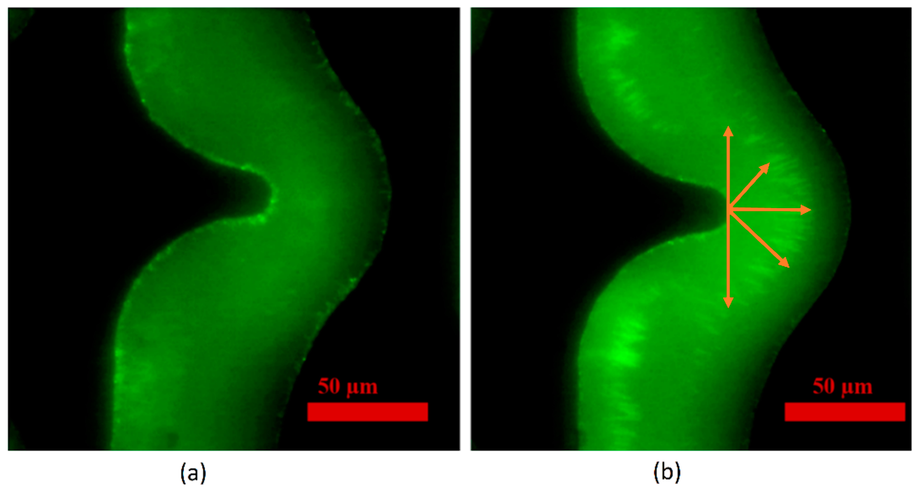 Chemosensors 10 00104 g003