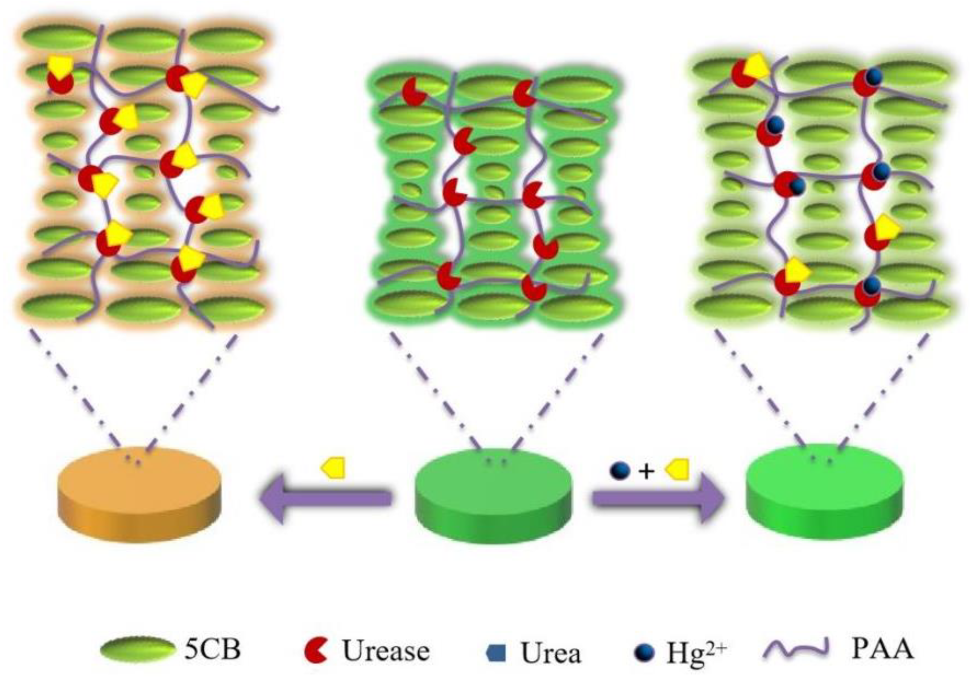 Chemosensors 10 00140 g001