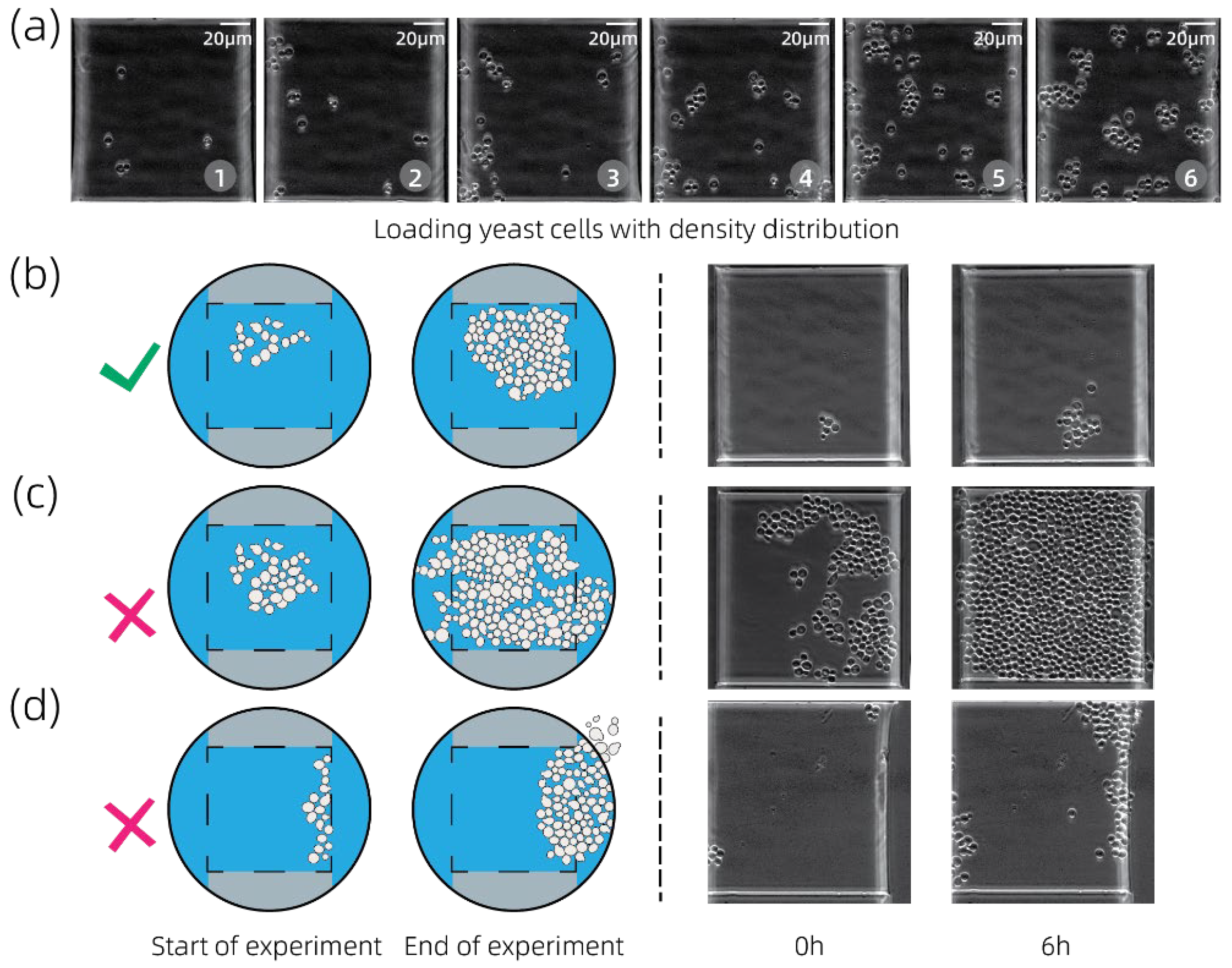 Chemosensors 10 00141 g004 Chemosensors 10 00141 g004