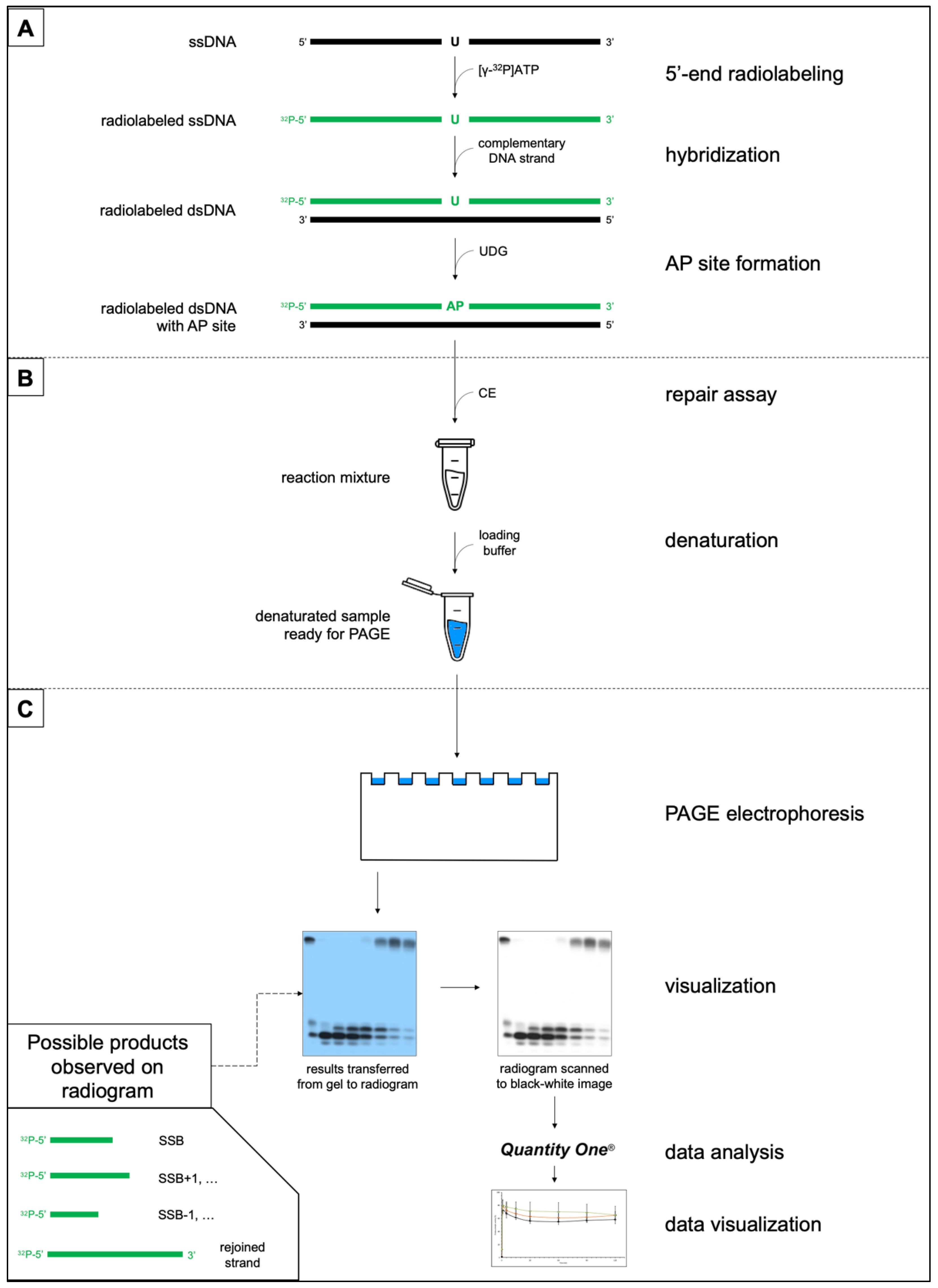 Chemosensors 10 00204 g001