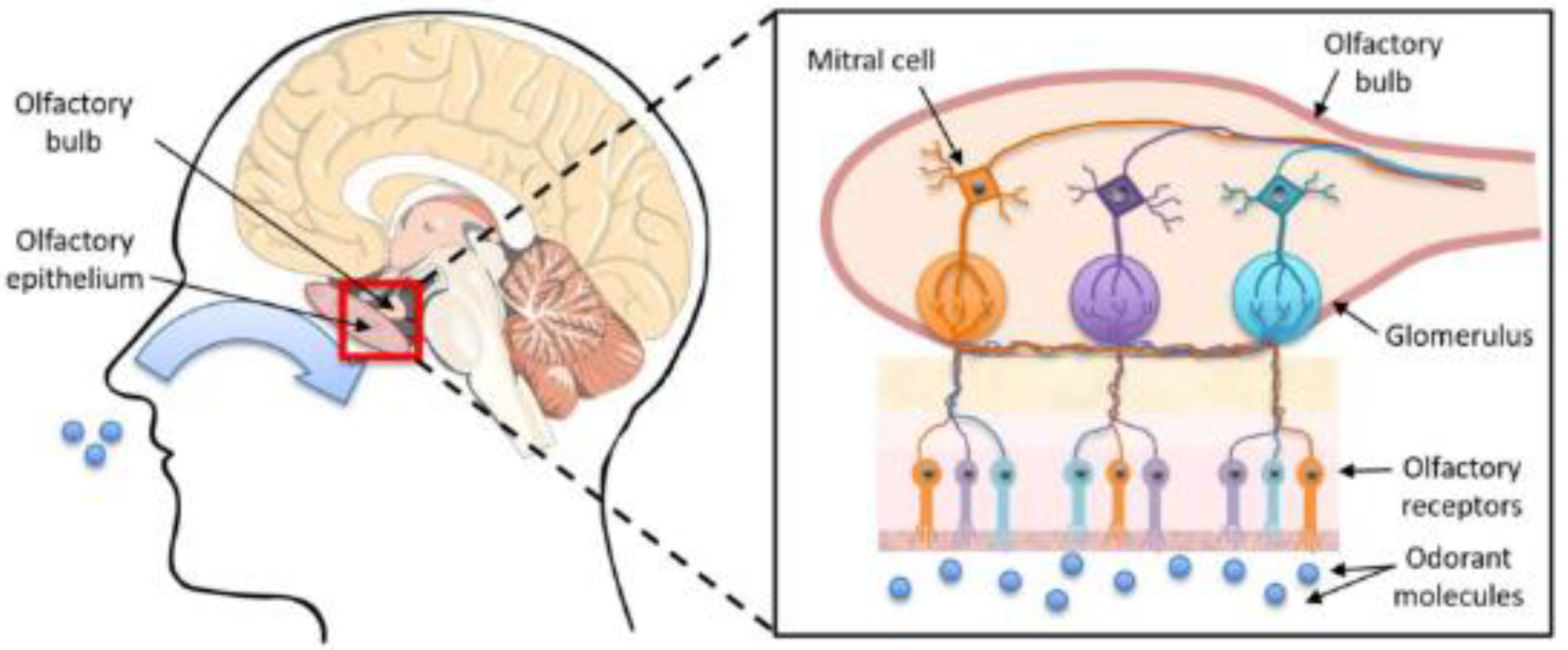 Chemosensors 10 00289 g001