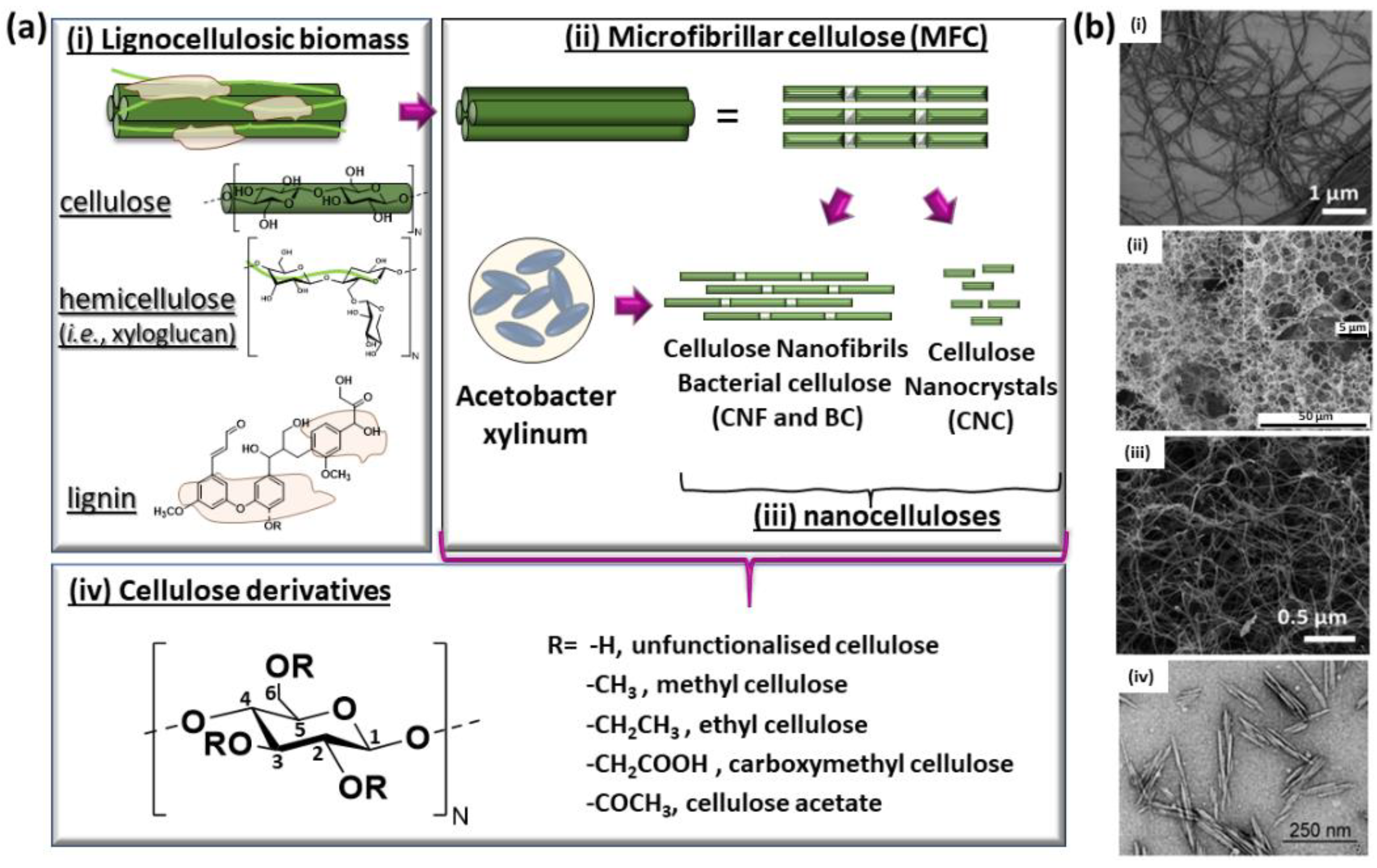Chemosensors 10 00352 g002
