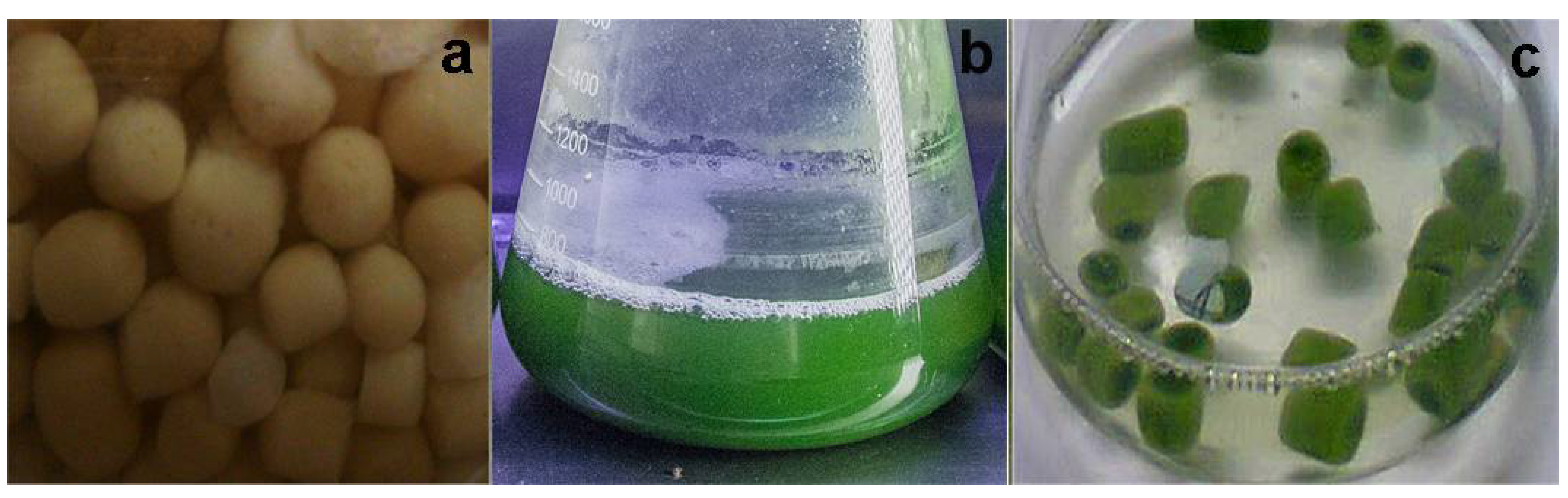 Chemosensors 10 00493 g003