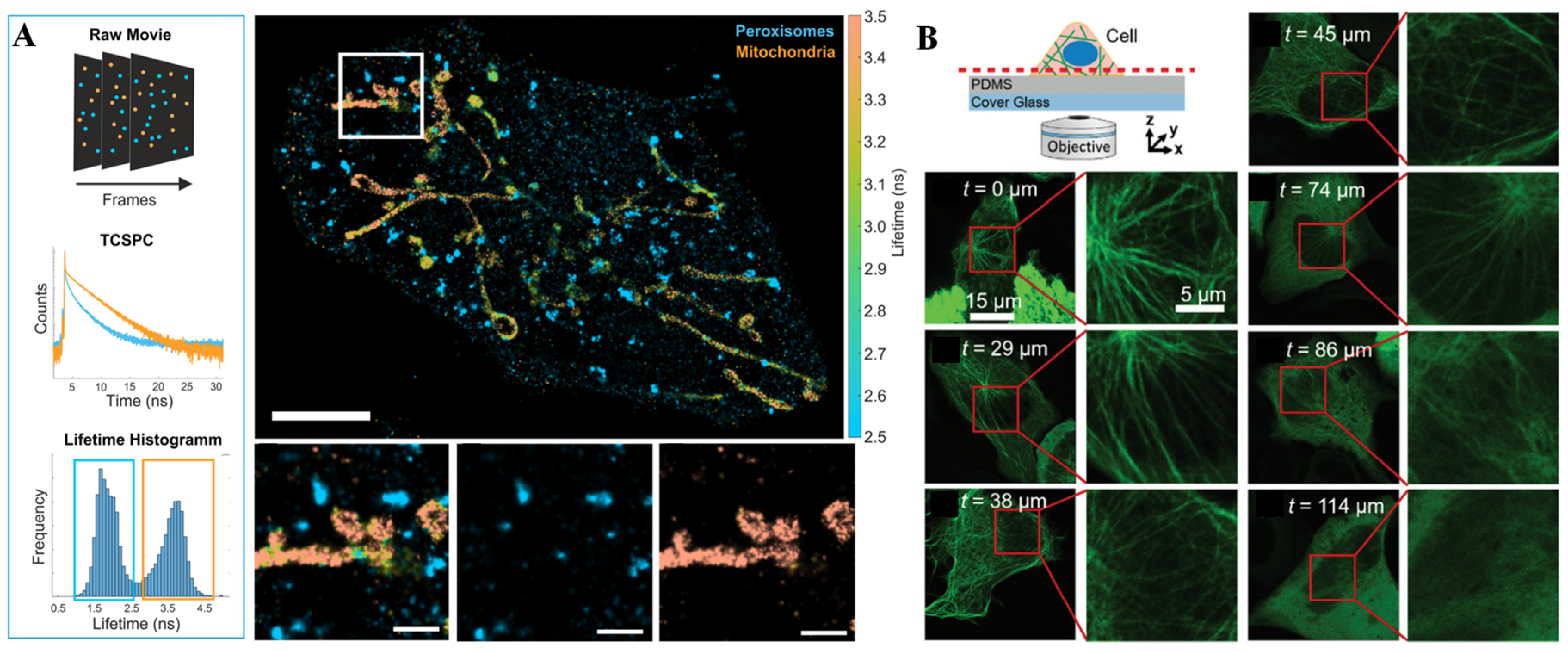 Chemosensors 11 00040 g001