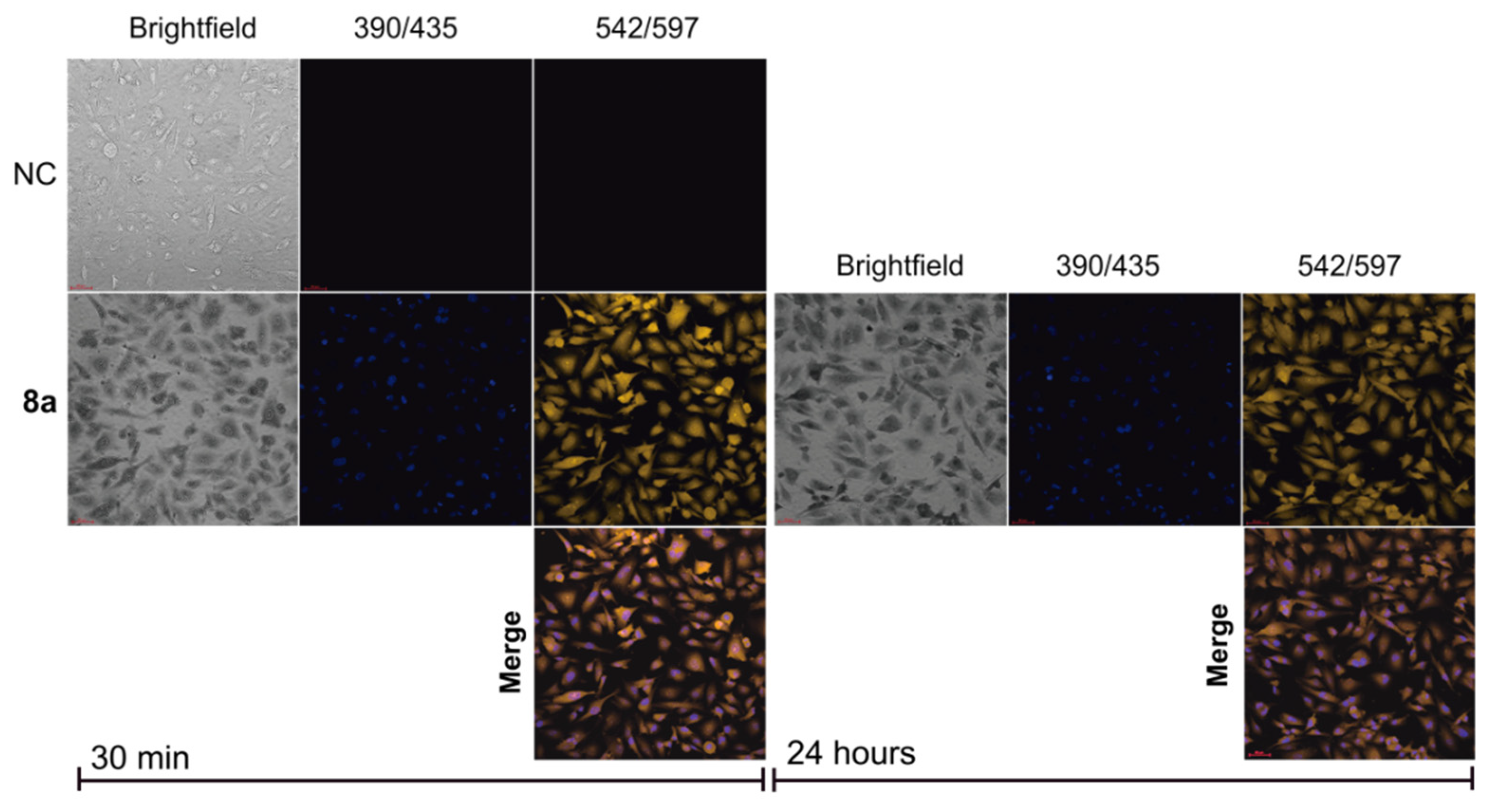 Chemosensors 11 00047 g008