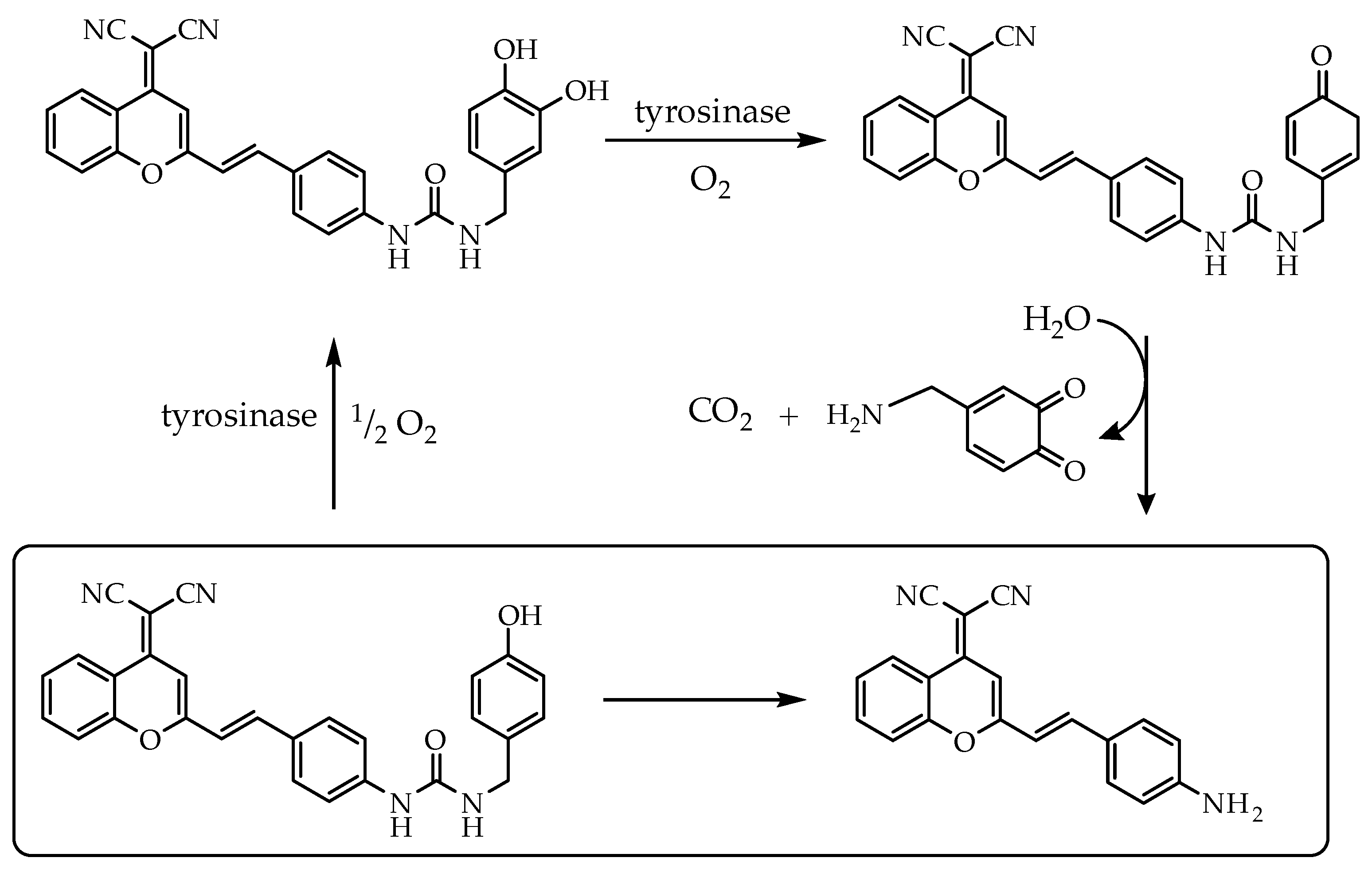 Chemosensors 11 00145 sch002