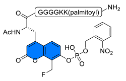 Chemosensors 11 00155 i015 Chemosensors 11 00155 i015