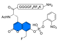Chemosensors 11 00155 i017 Chemosensors 11 00155 i017