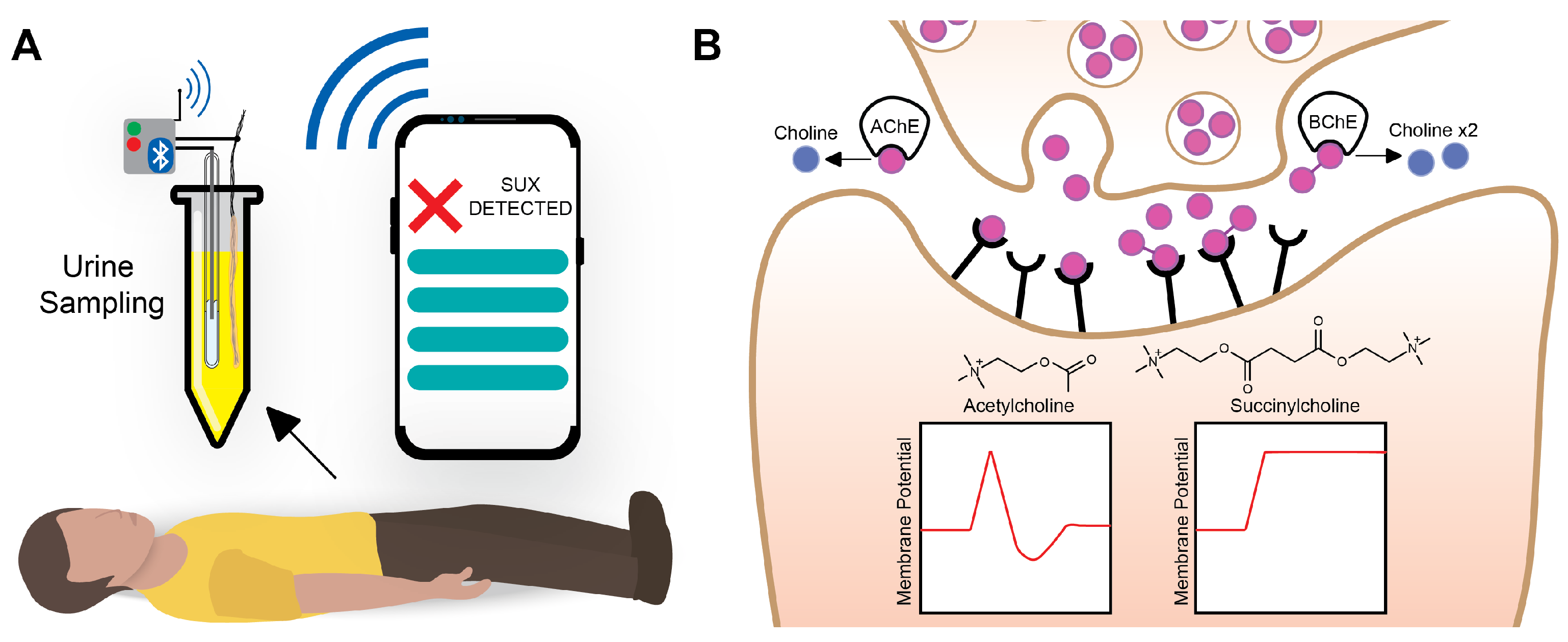 Chemosensors 11 00175 g001