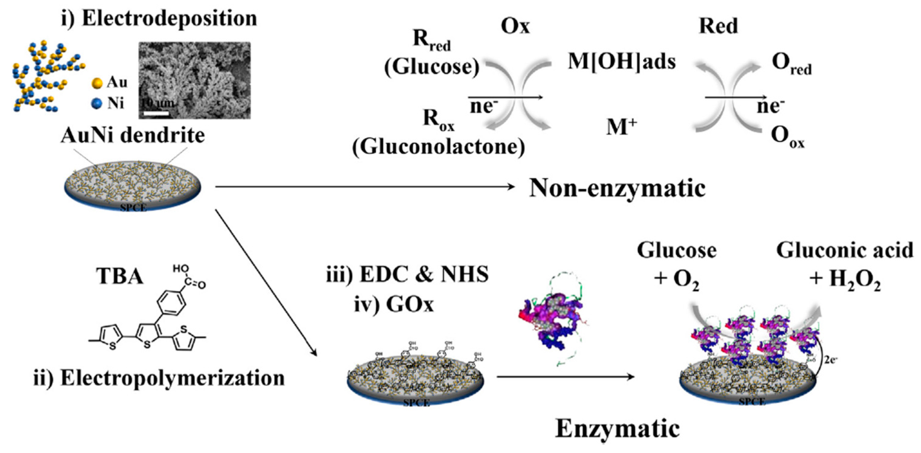 Chemosensors 11 00233 g010