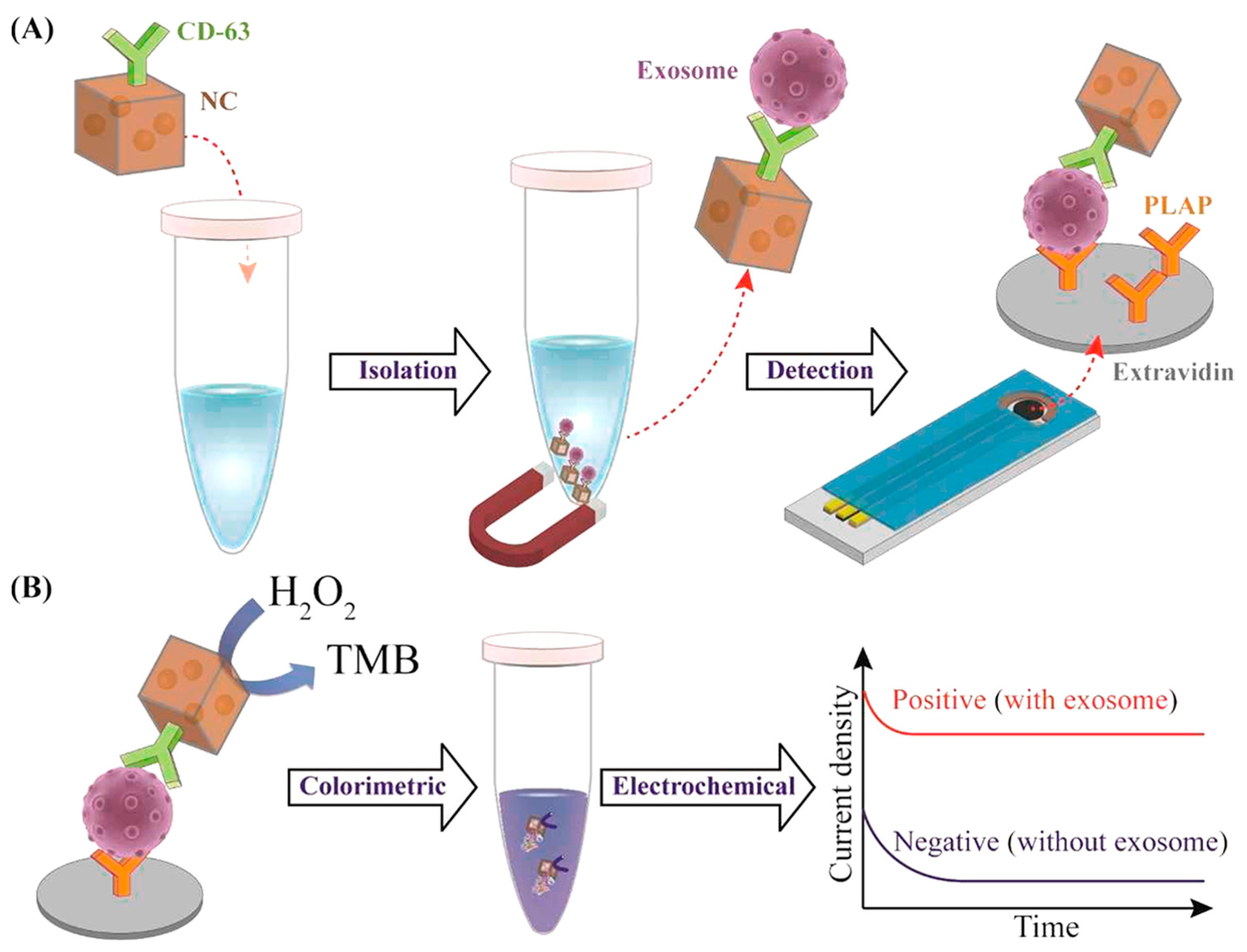 Chemosensors 11 00233 g017