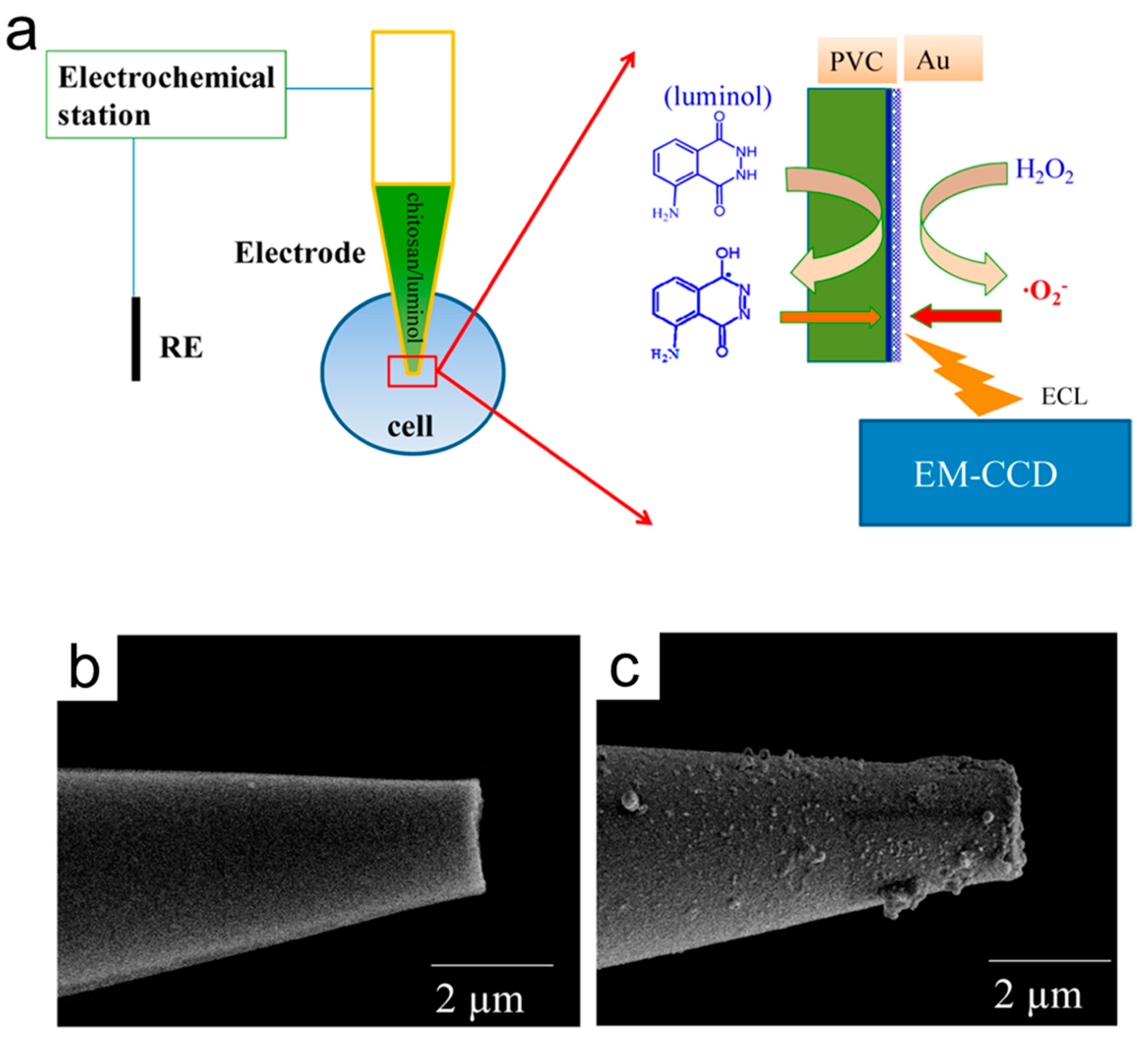 Chemosensors 11 00281 g004