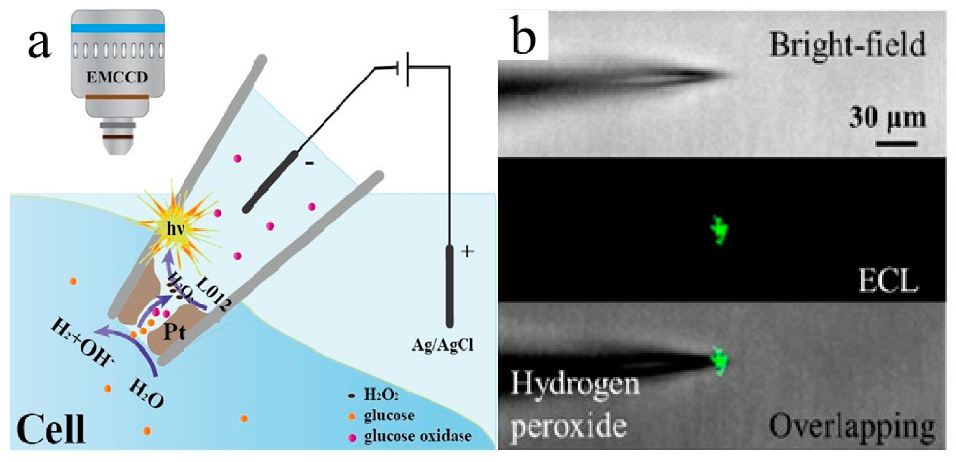 Chemosensors 11 00281 g005
