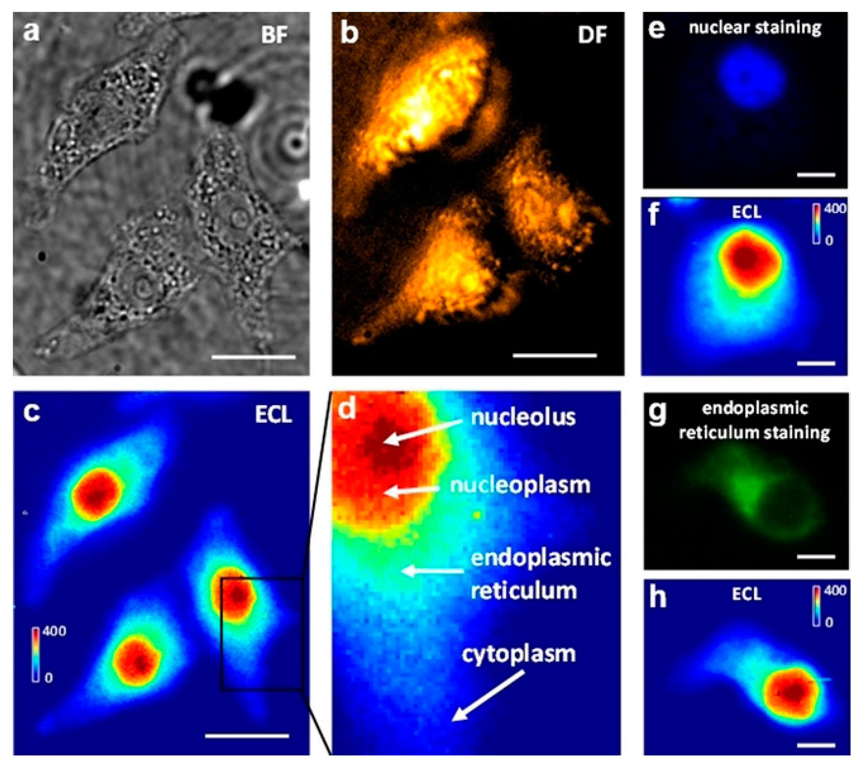 Chemosensors 11 00281 g006