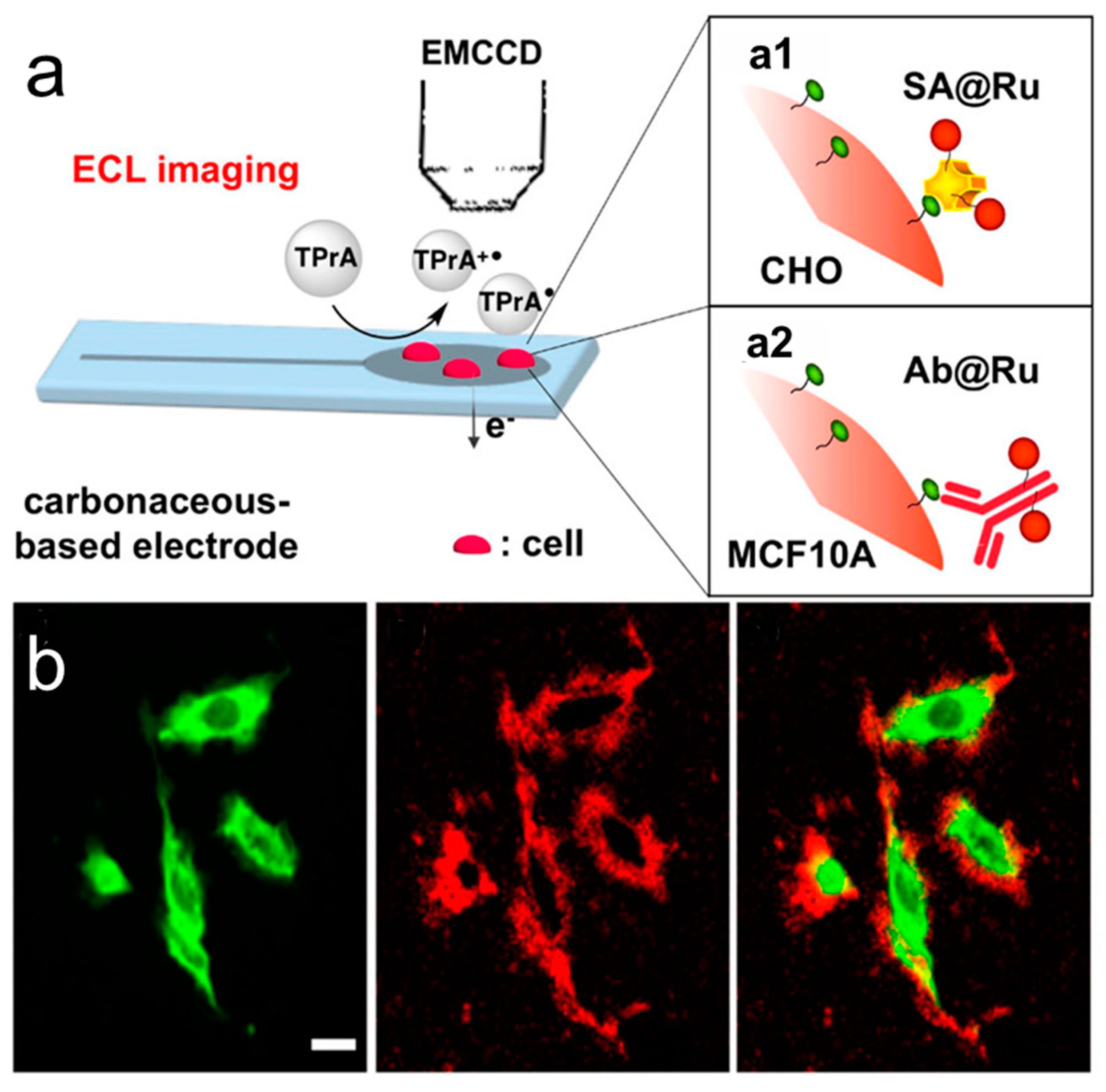 Chemosensors 11 00281 g007