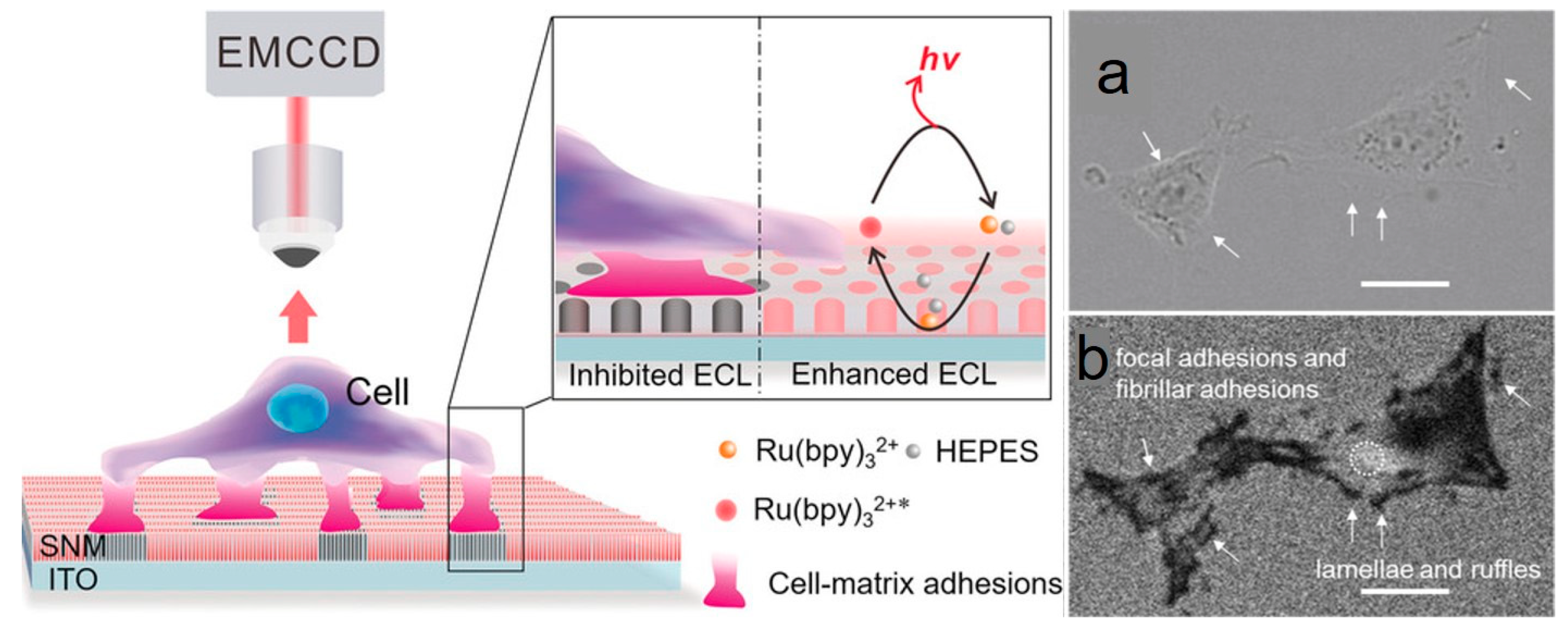 Chemosensors 11 00281 g009